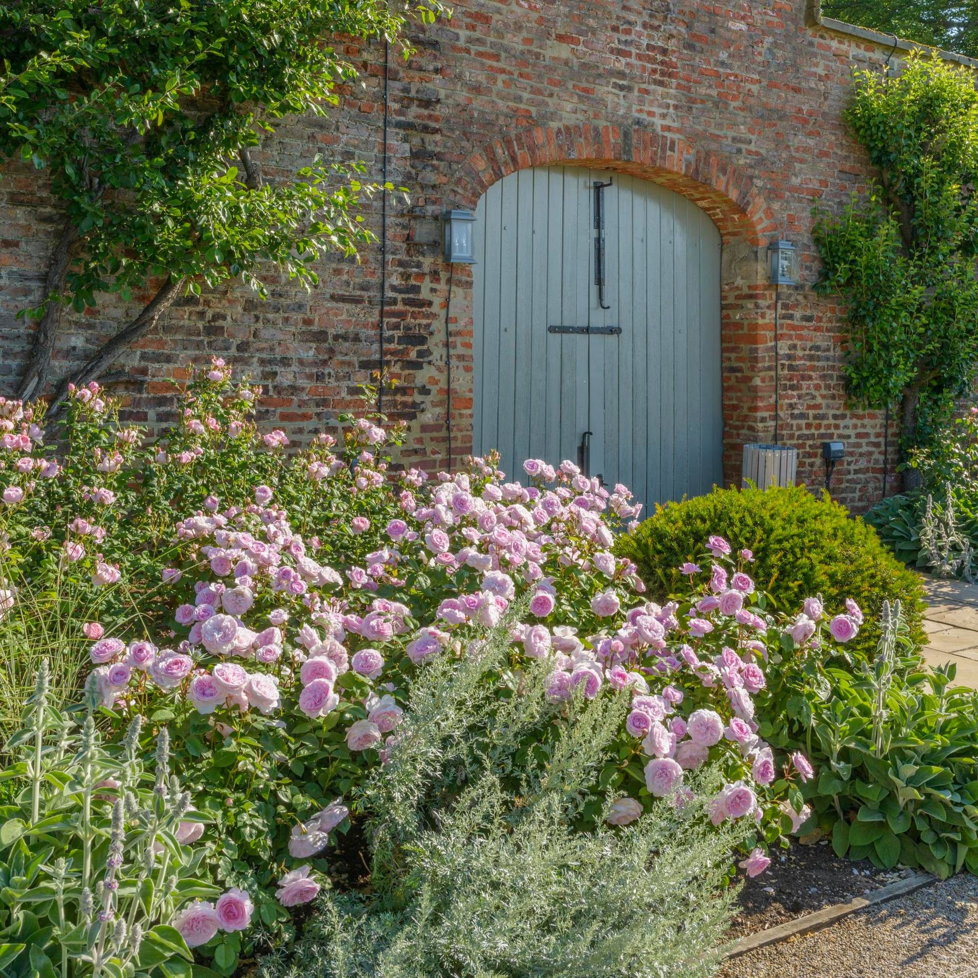 Olivia Rose Austin (Ausmixture) | English Shrub Rose | David