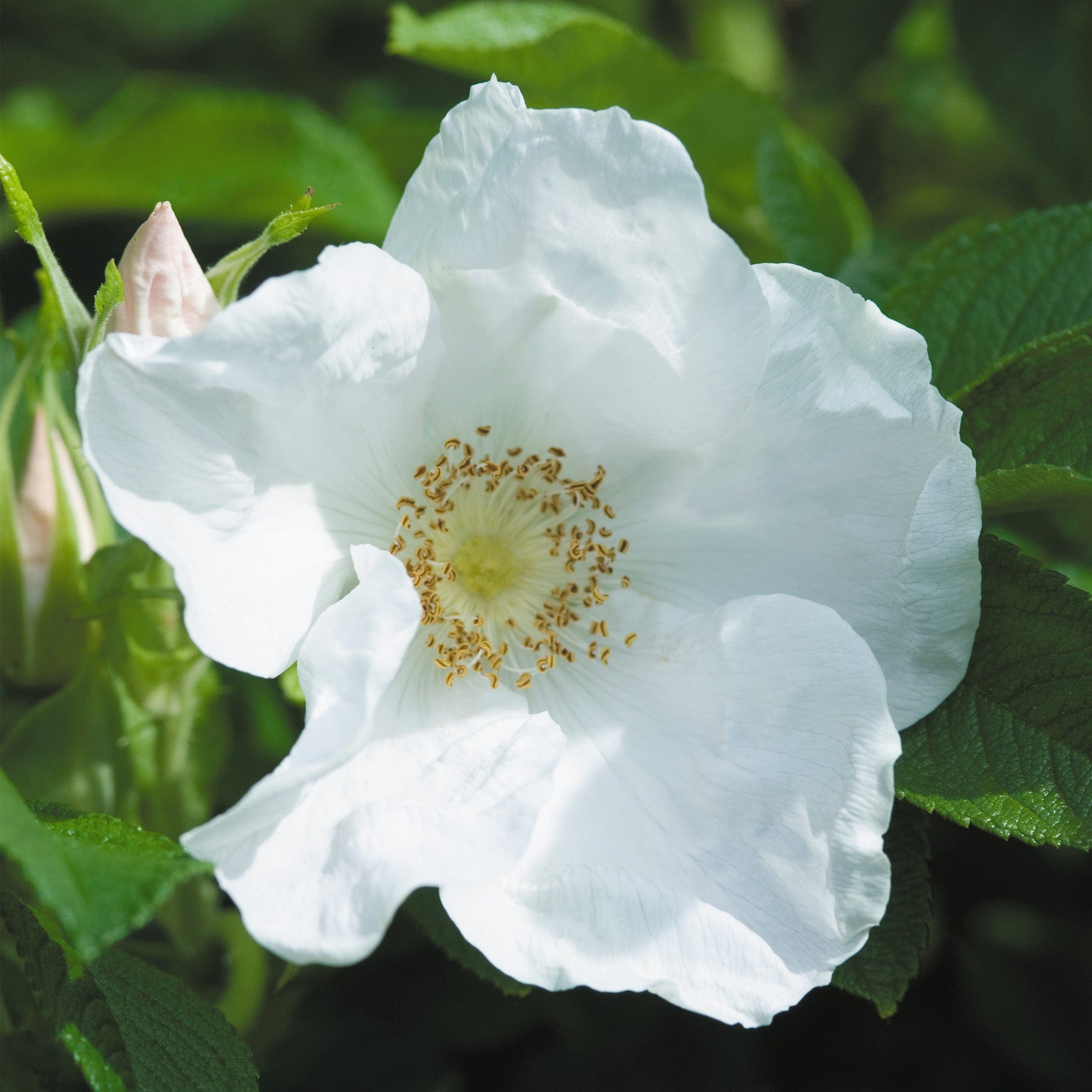 R. Rugosa Alba