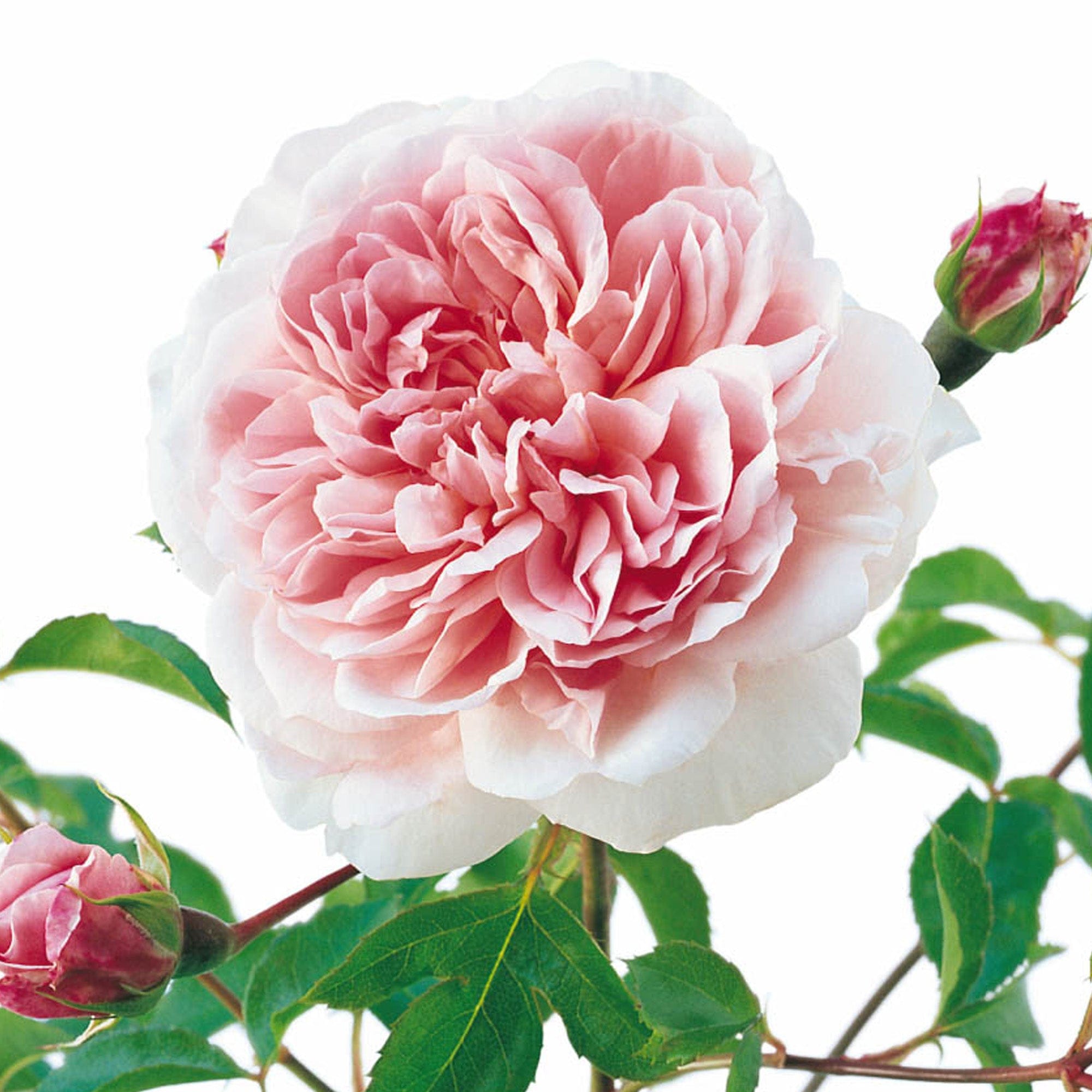 David Austin Roses Wildeve - Thumbnail 2