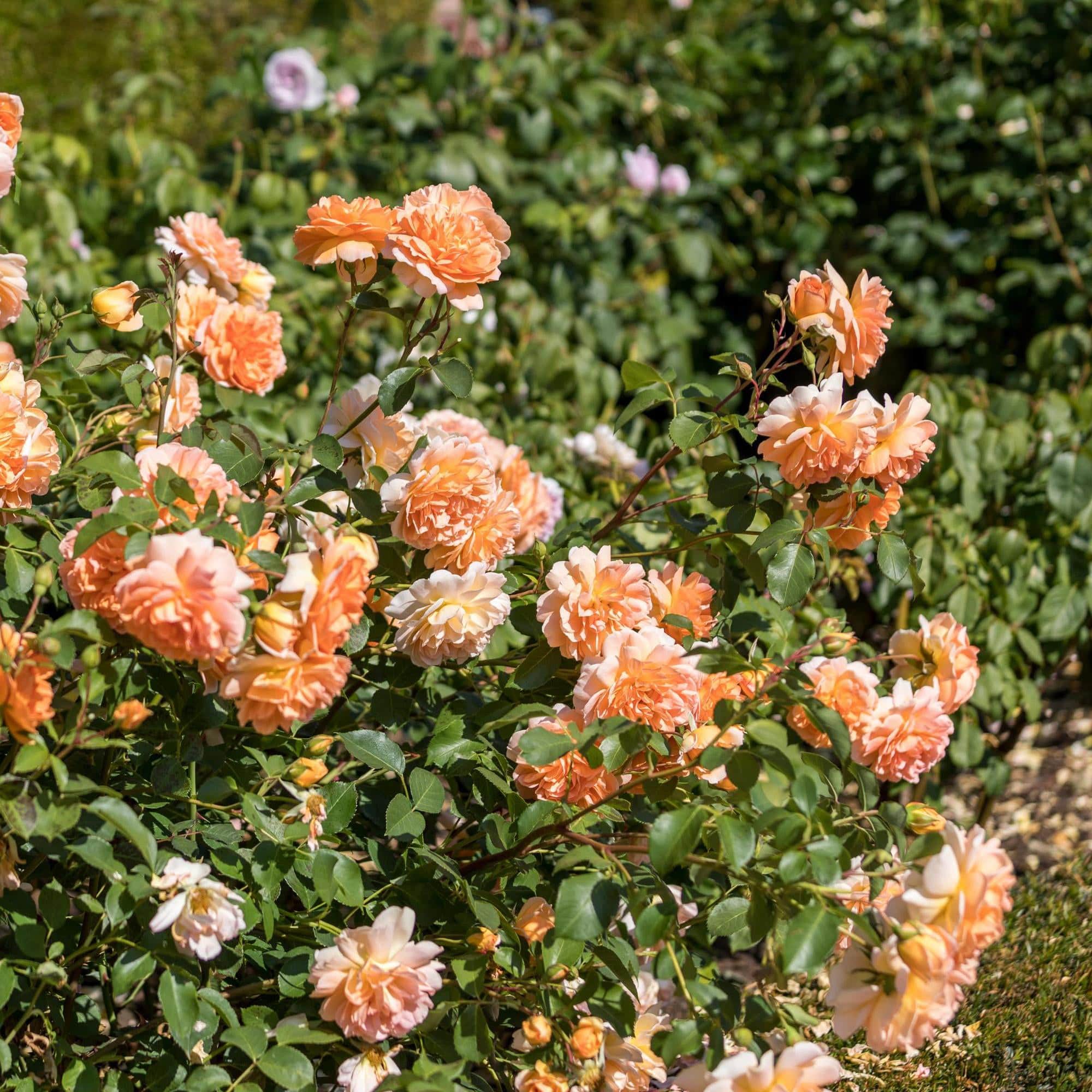 Dame Judi Dench (Ausquaker) | English Shrub Rose | David Austin Roses