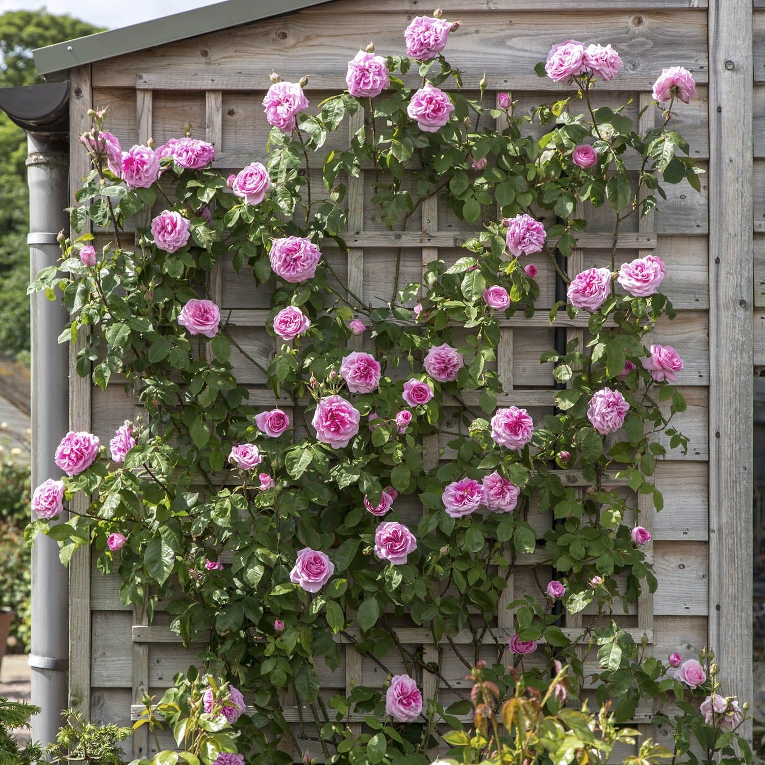 Gertrude Jekyll®