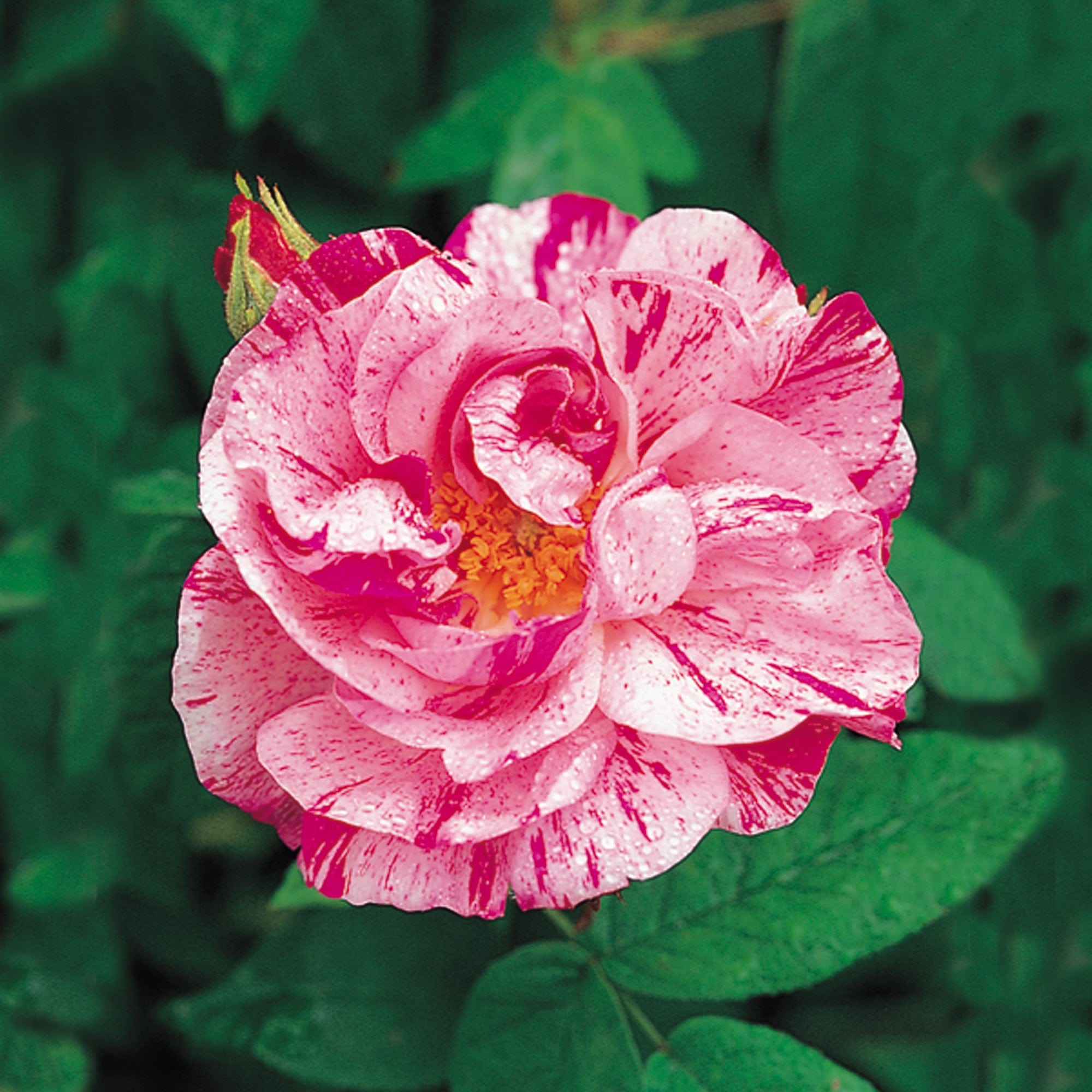 Rosa Mundi