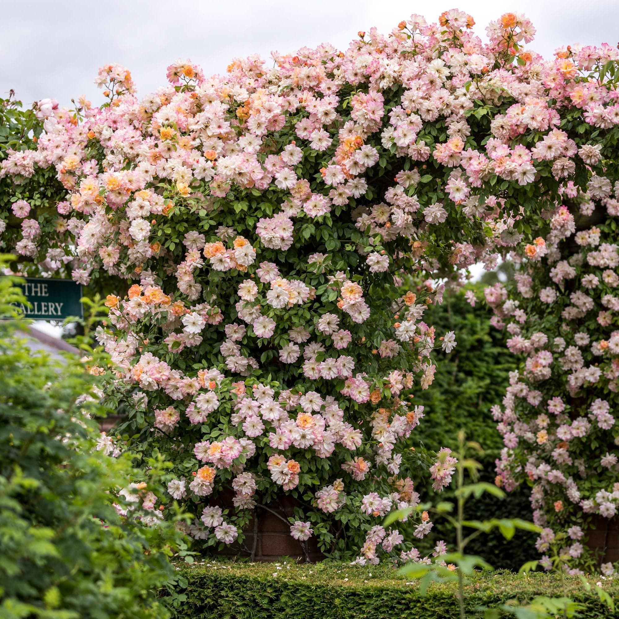 Phyllis Bide | Rambling Rose | David Austin Roses