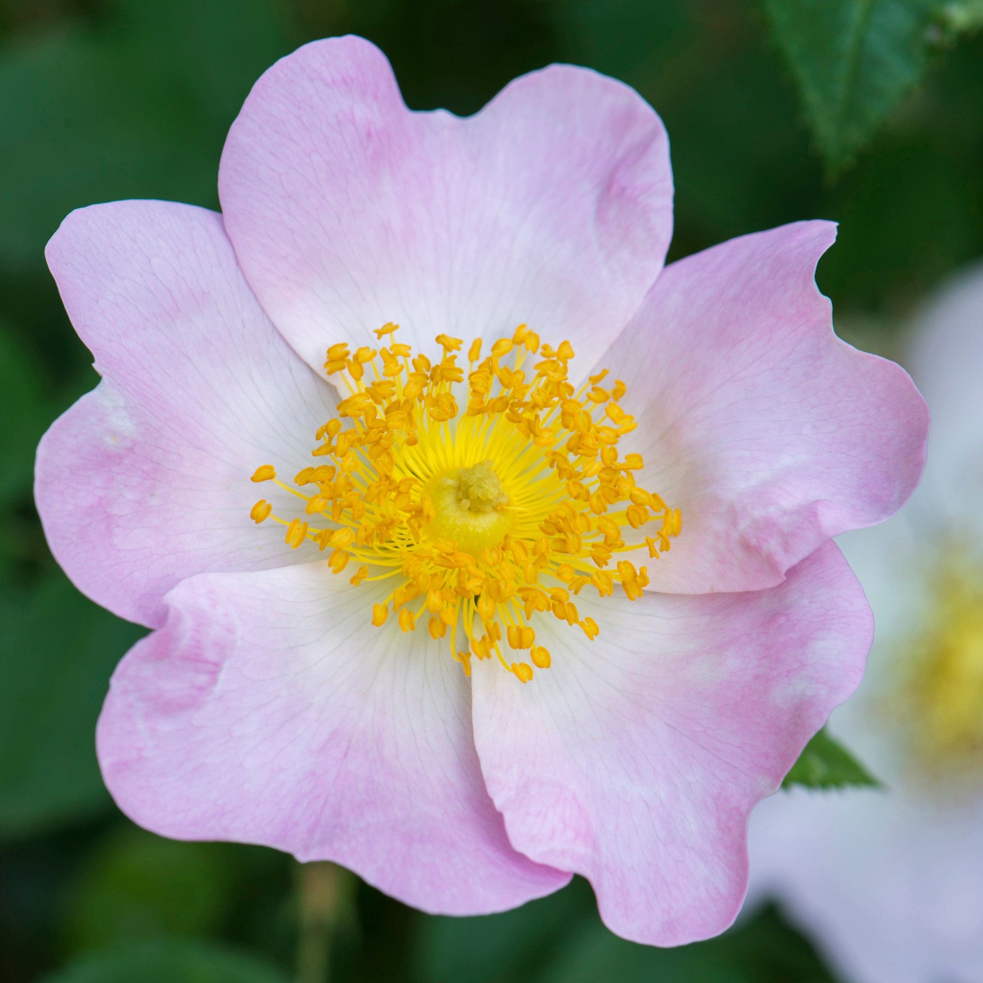 R. x richardii | Wild Rose | David Austin Roses