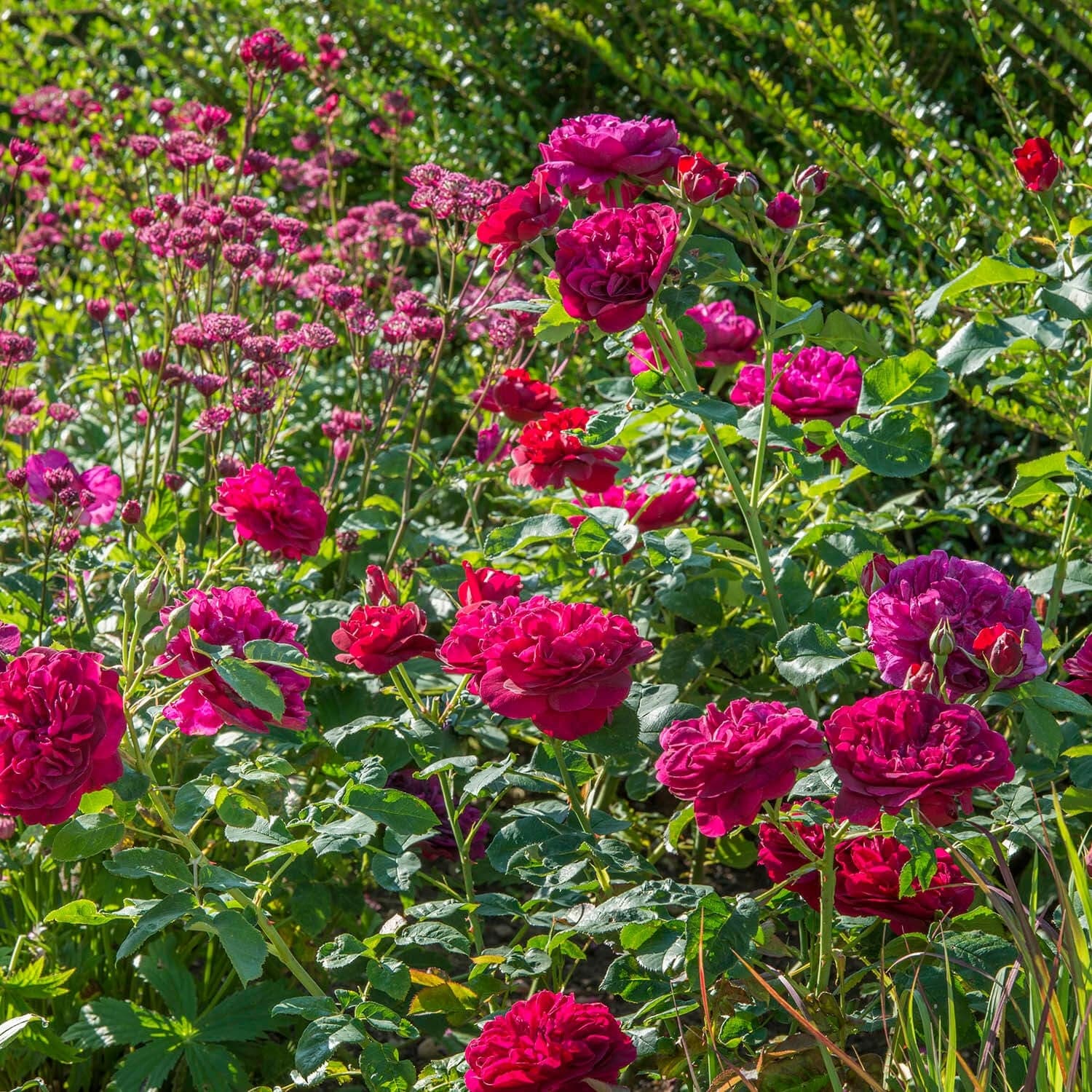 Darcey Bussell™