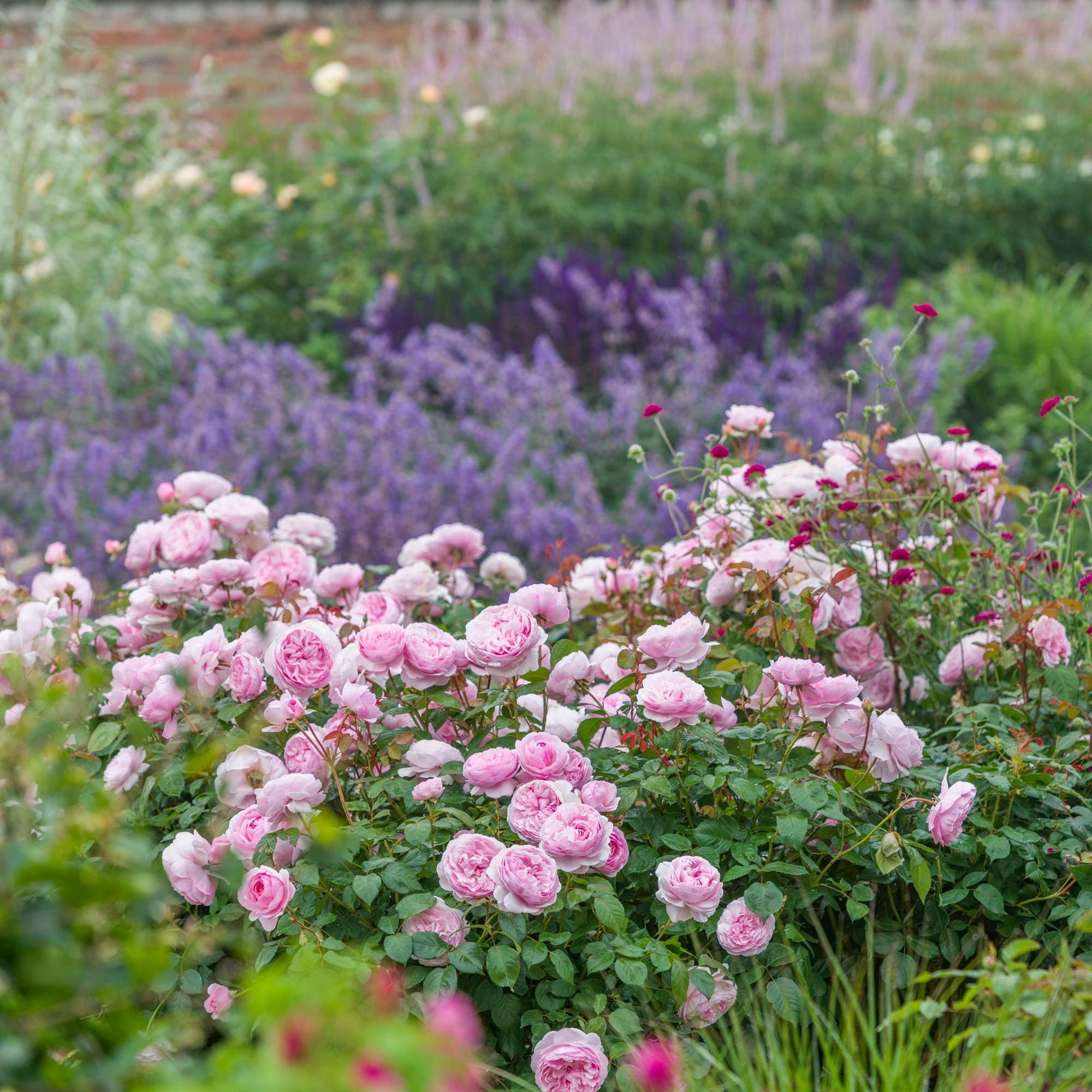 Olivia Rose Austin (Ausmixture) | English Shrub Rose | David