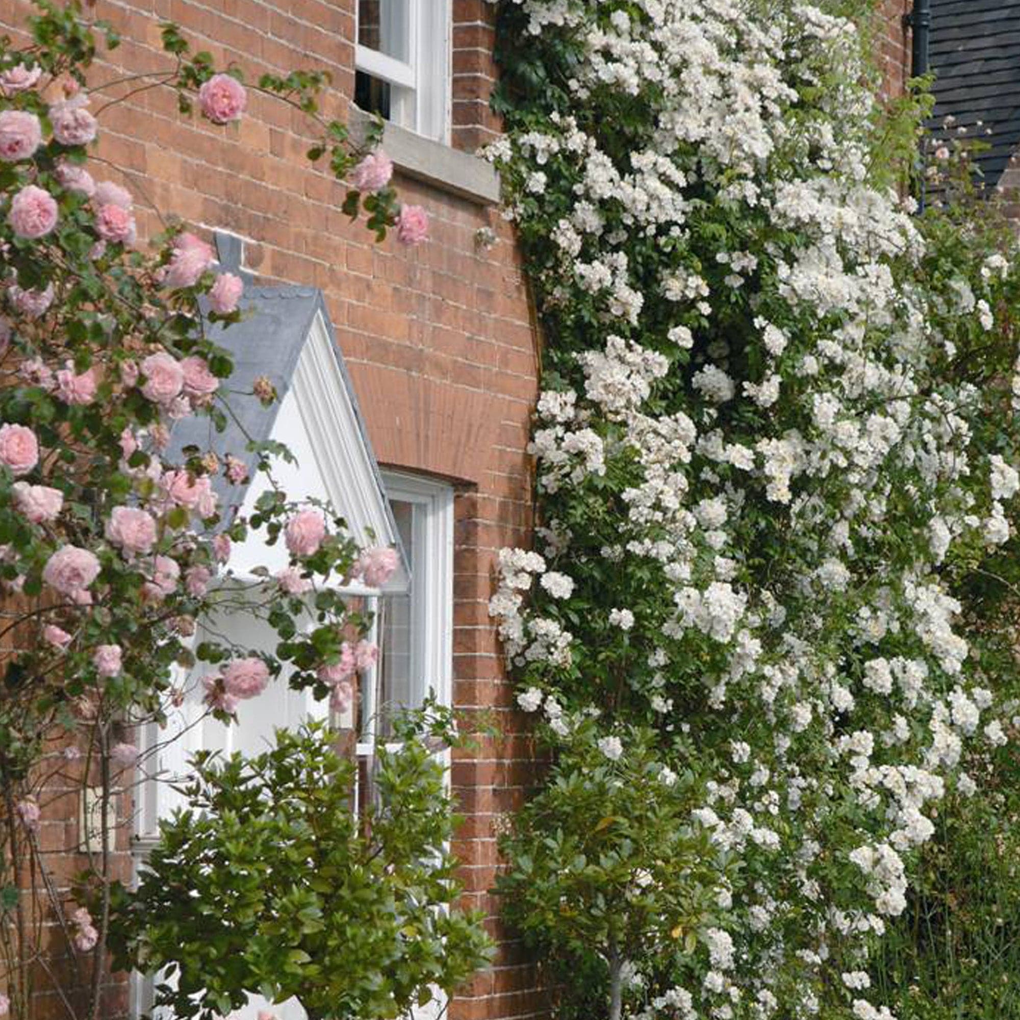 Rambling Rector