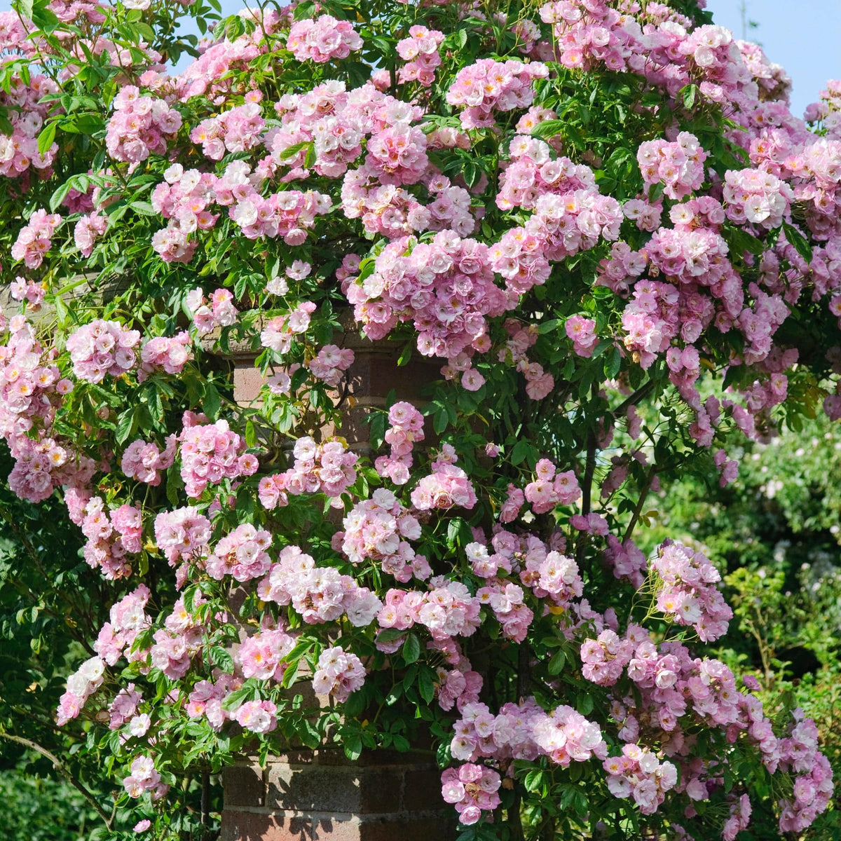 David Austin Rambler Blush Rambler | Rambling Rose | David Austin Roses