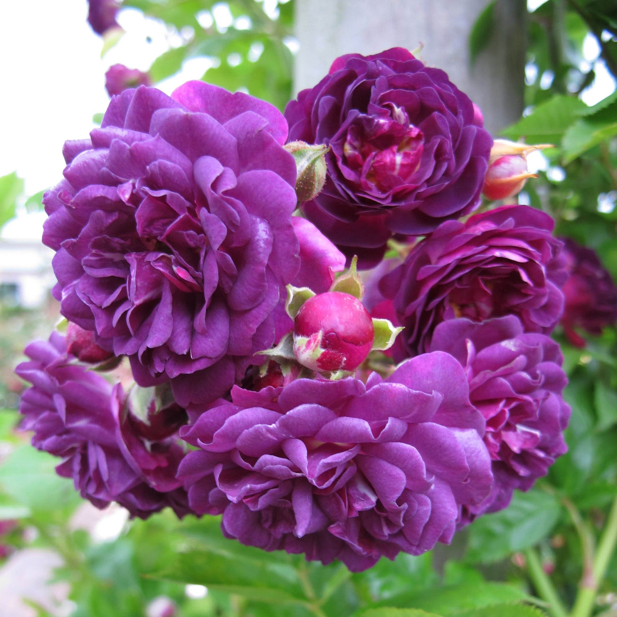 Bleu Magenta | Rambling Rose | David Austin Roses