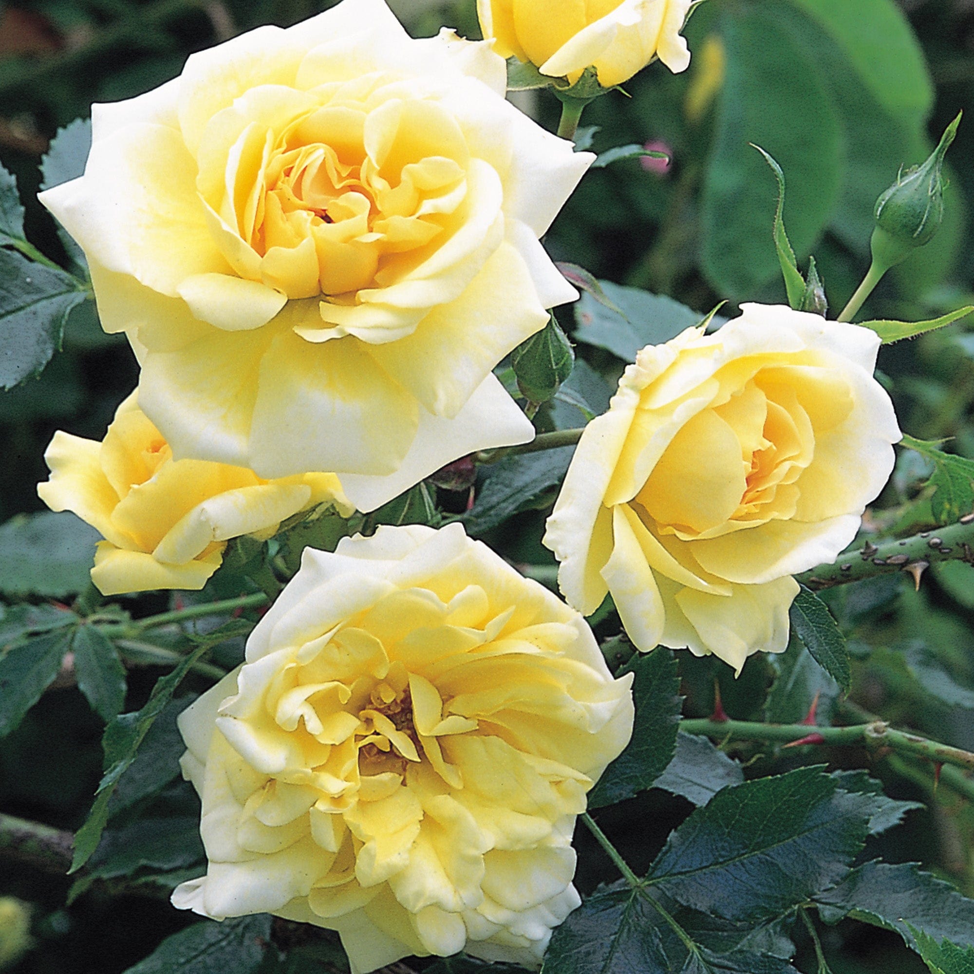 Easlea's Golden Rambler | Rambling Rose | David Austin Roses