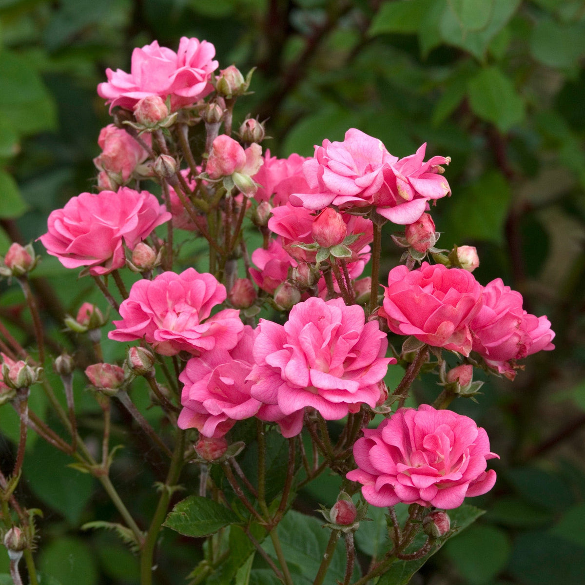 Coral Cluster | Dwarf Polyantha | David Austin Roses