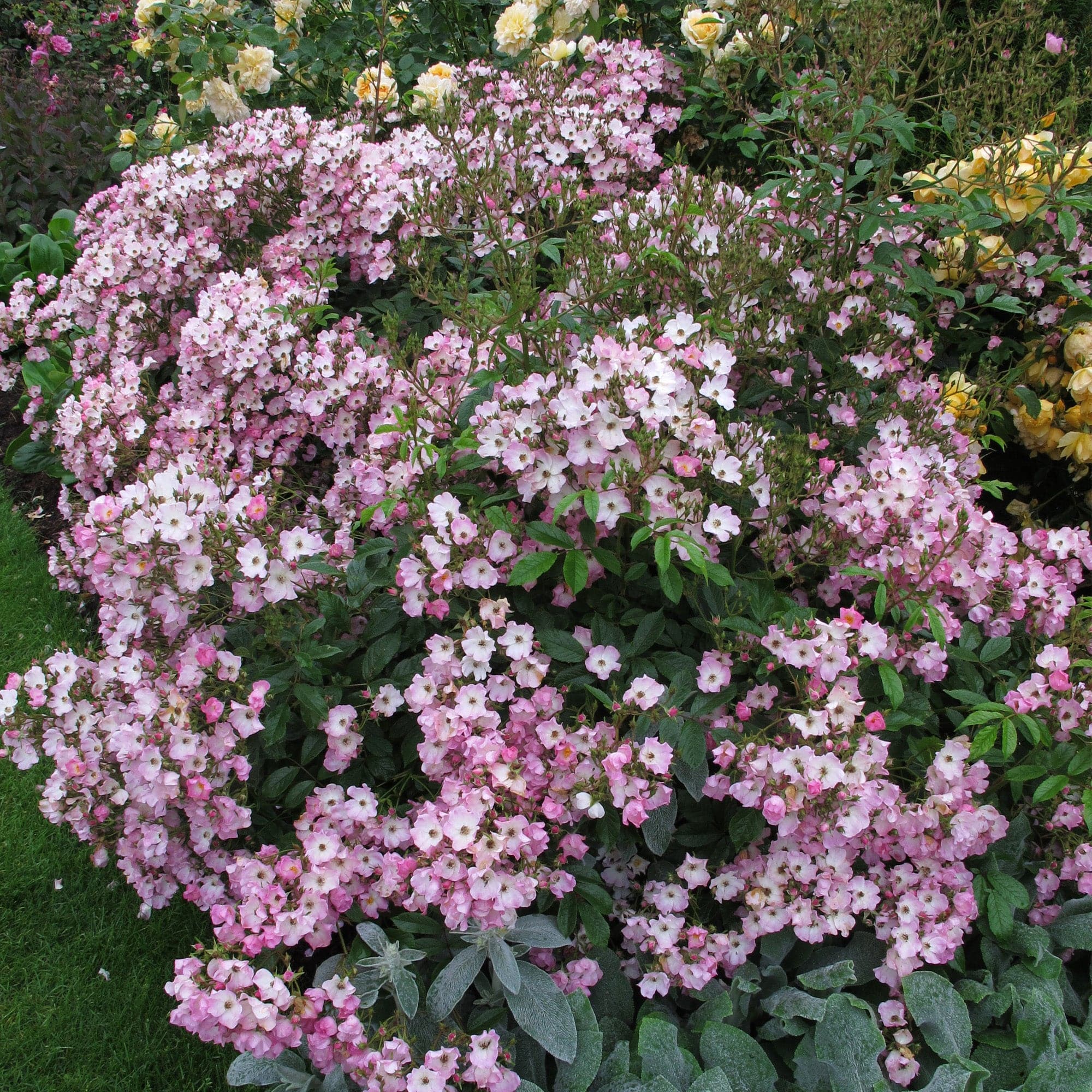 Мускусная роза в ландшафтном дизайне фото Мускусная роза в ландшафтном дизайне фото