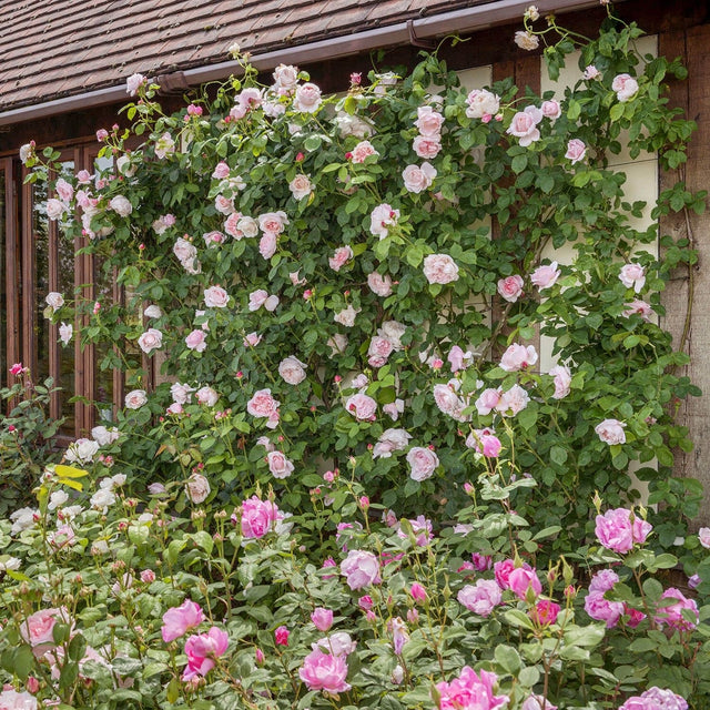 St. Swithun | English Climbing Rose | David Austin Roses