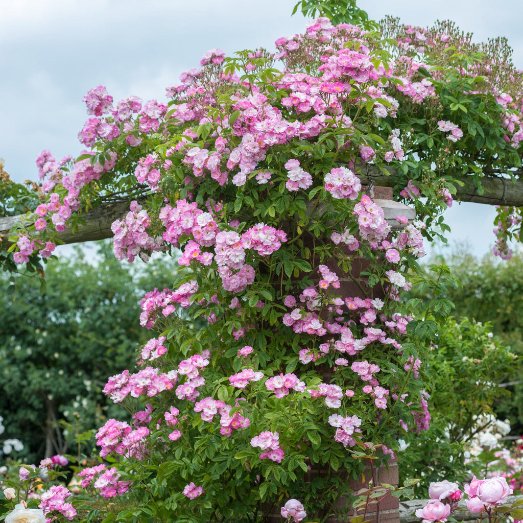David Austin Rambler Blush Rambler | Rambling Rose | David Austin Roses