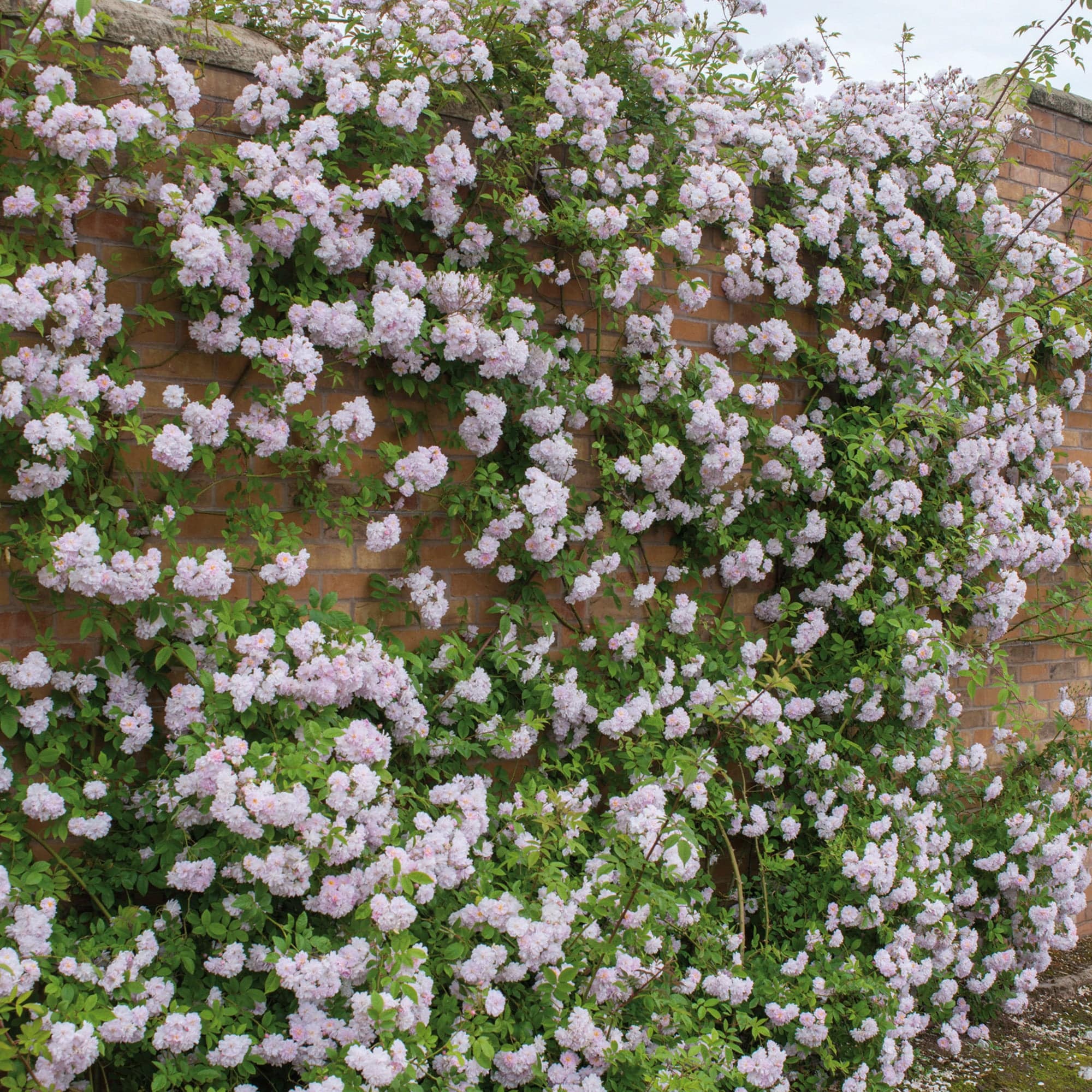 Paul’s Himalayan Musk