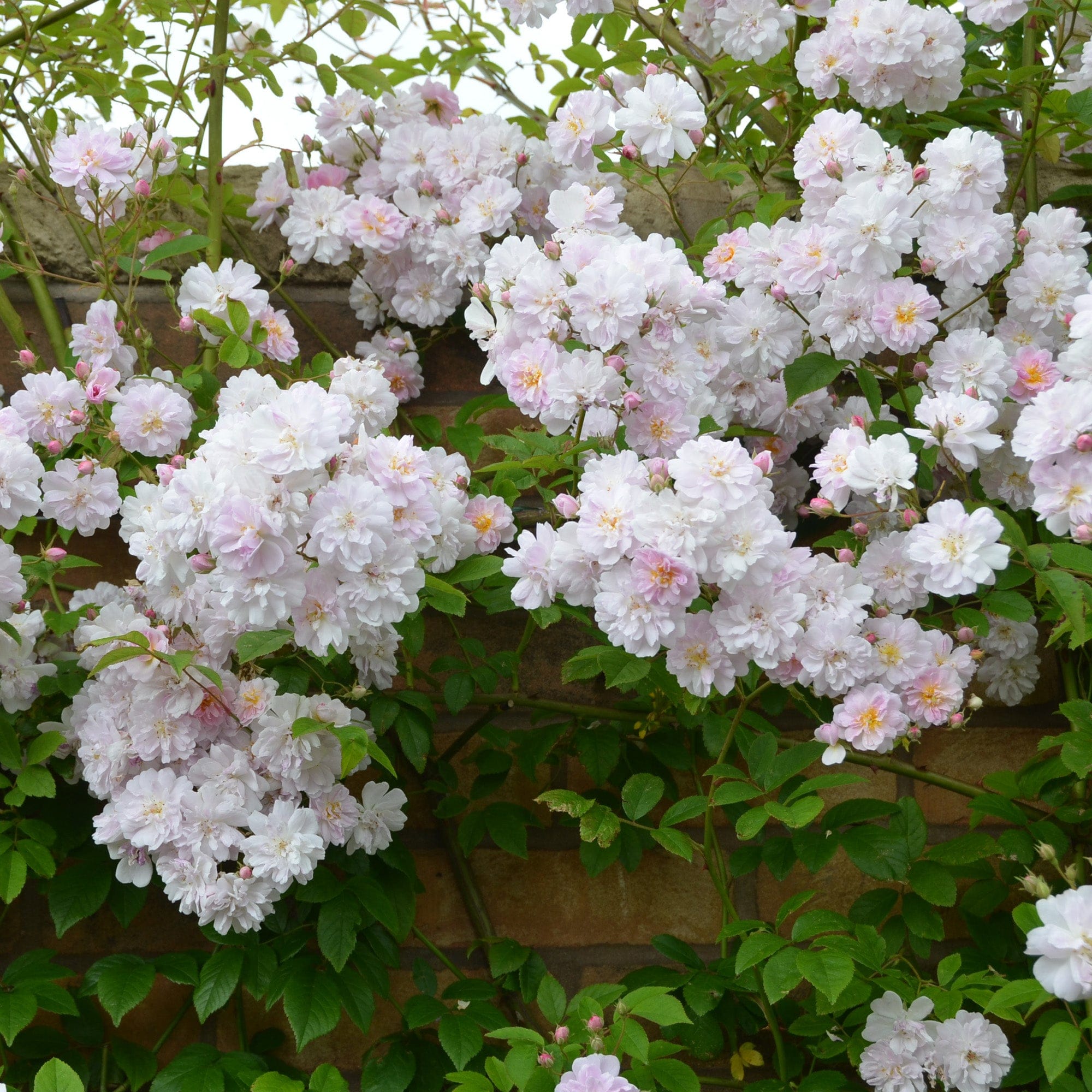 Paul’s Himalayan Musk