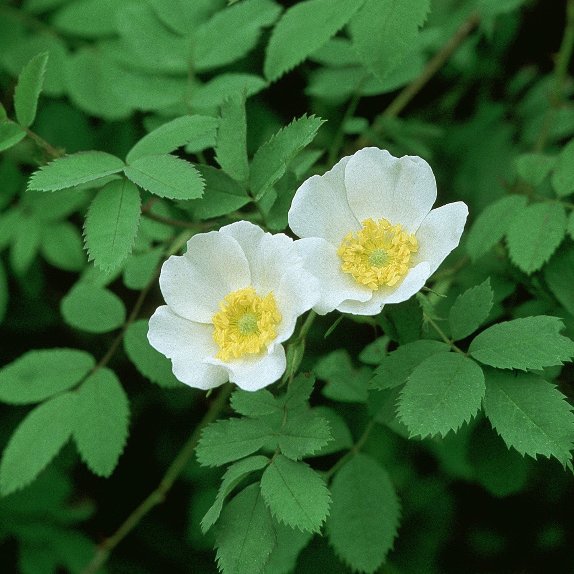 R. fedtschenkoana