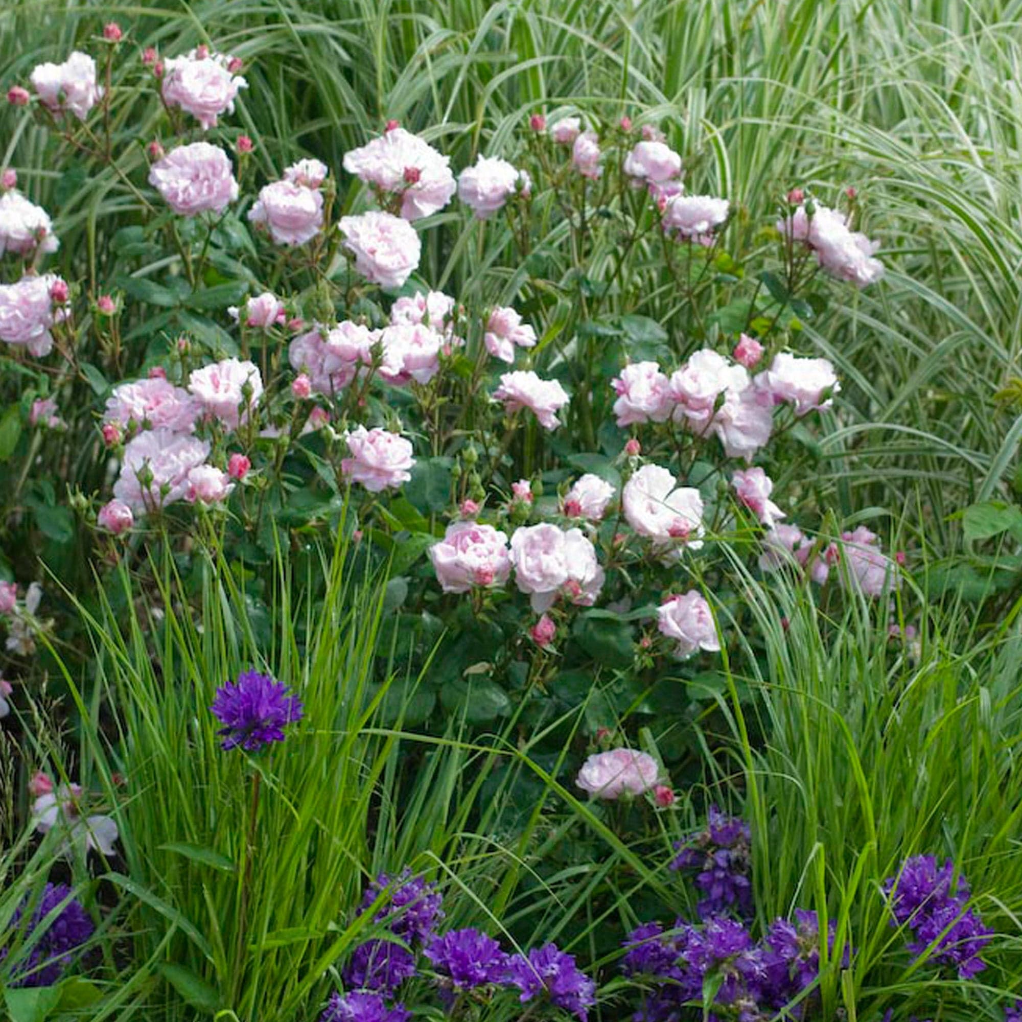 ファンデーション rosecat Fantin Latour | Old Rose | David Austin Roses