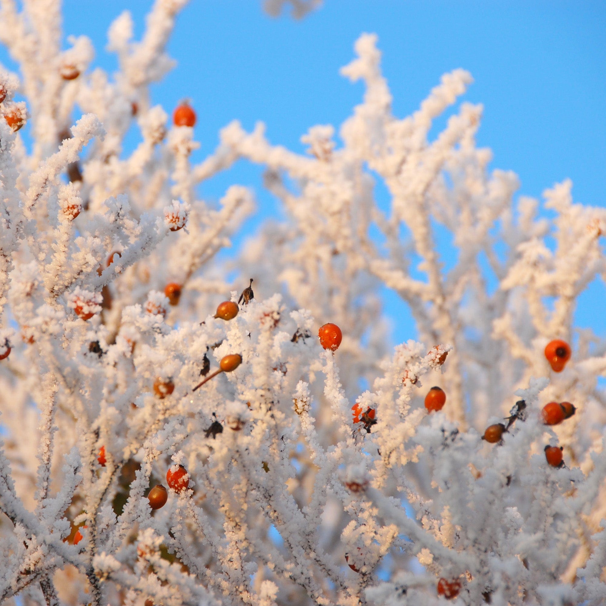 The Garland