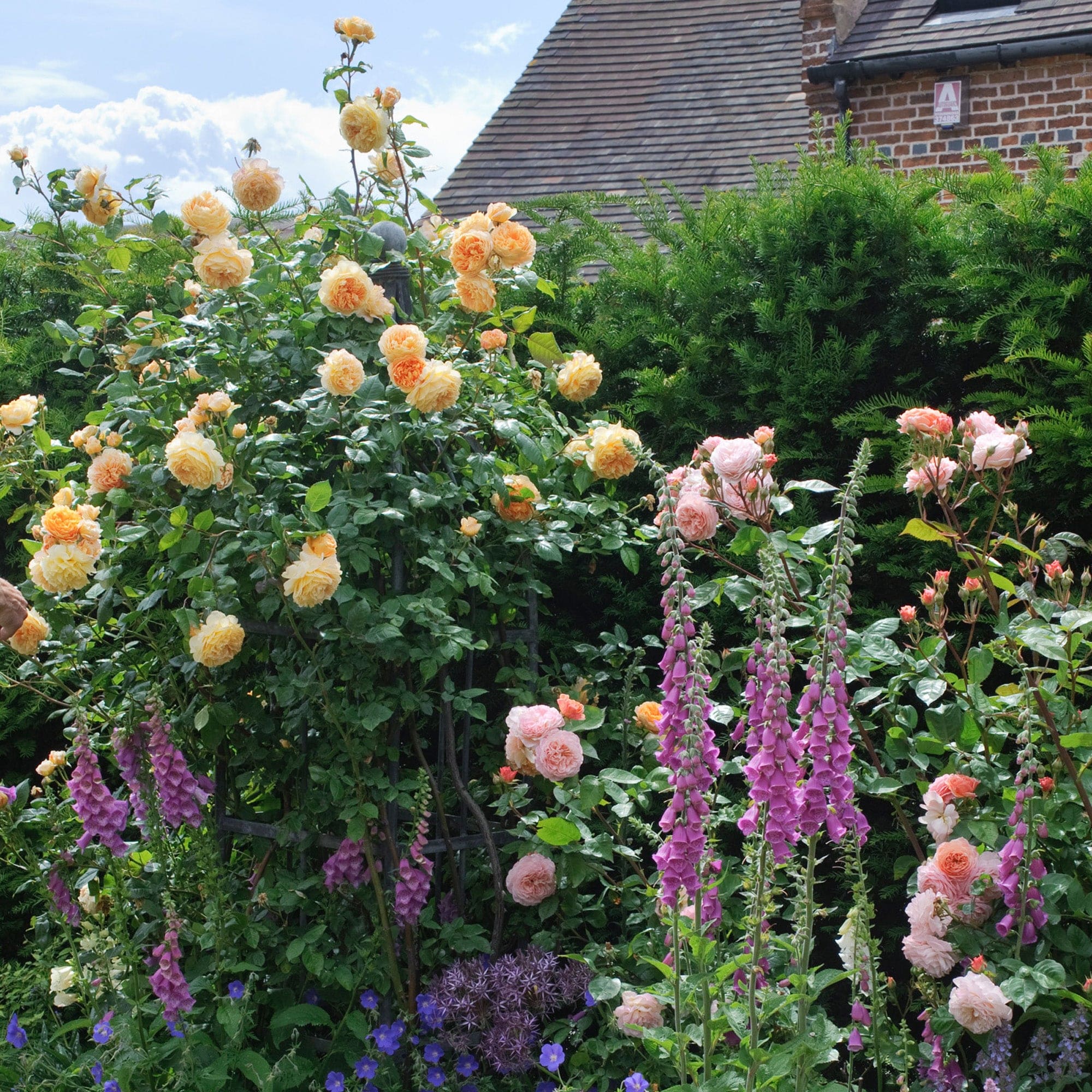 Crown Princess Margareta