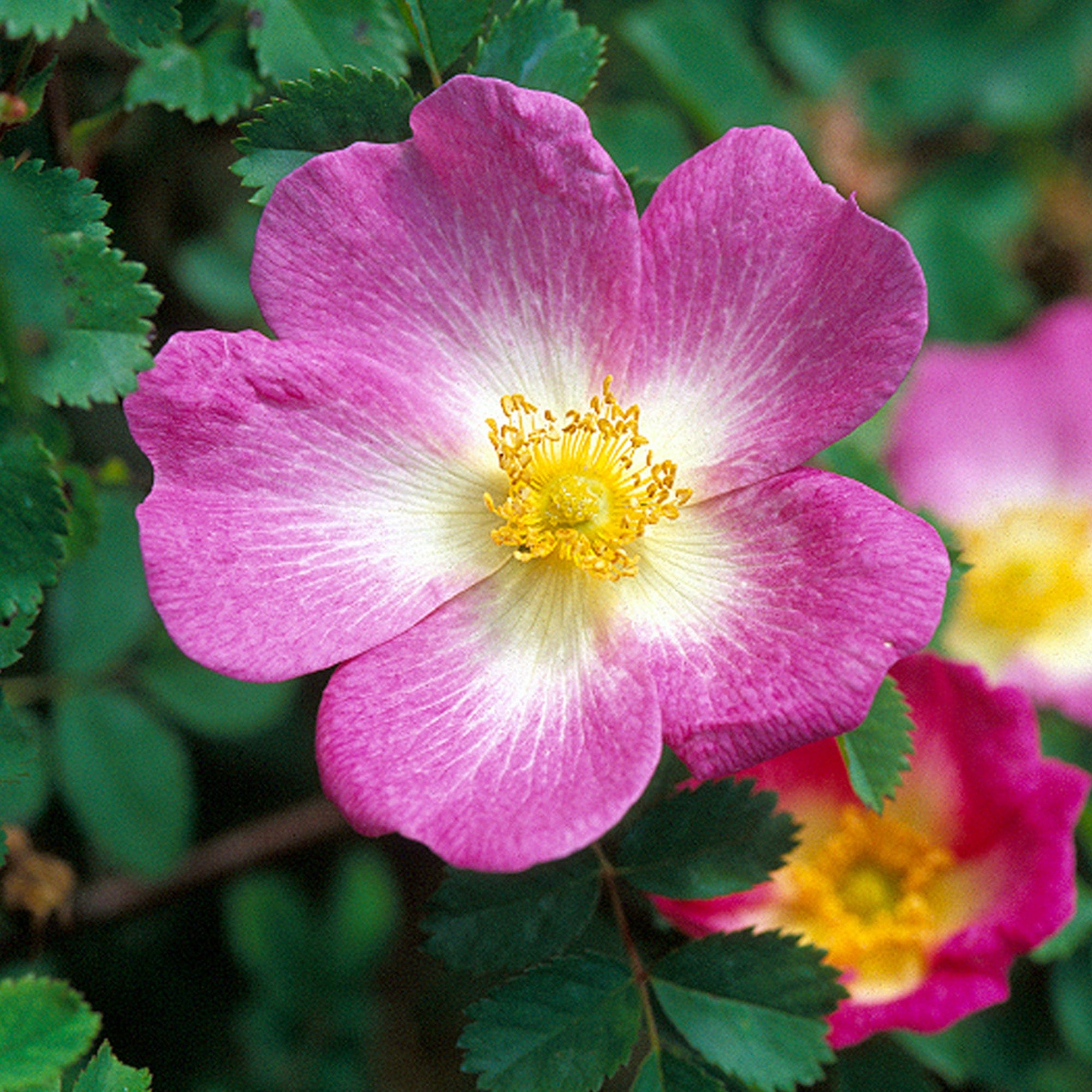 R. spin. ‘Glory of Edzell’