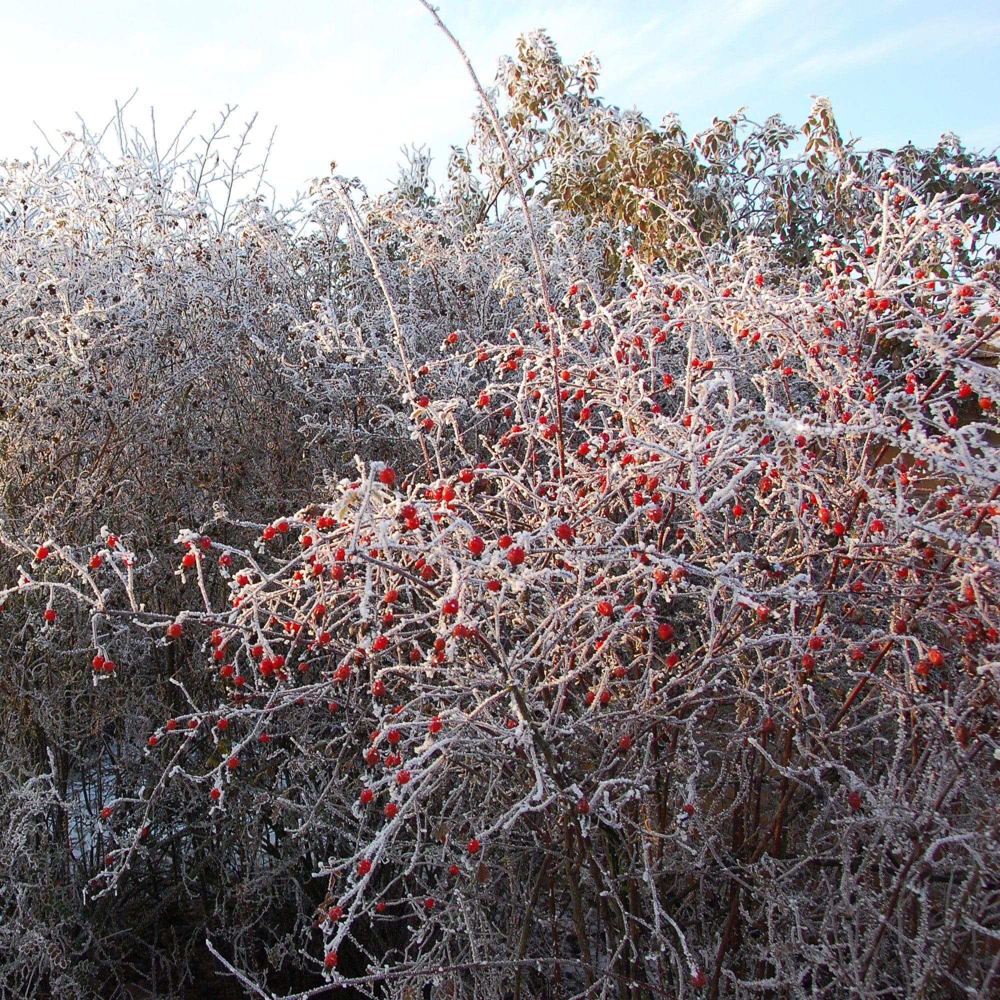 R. californica