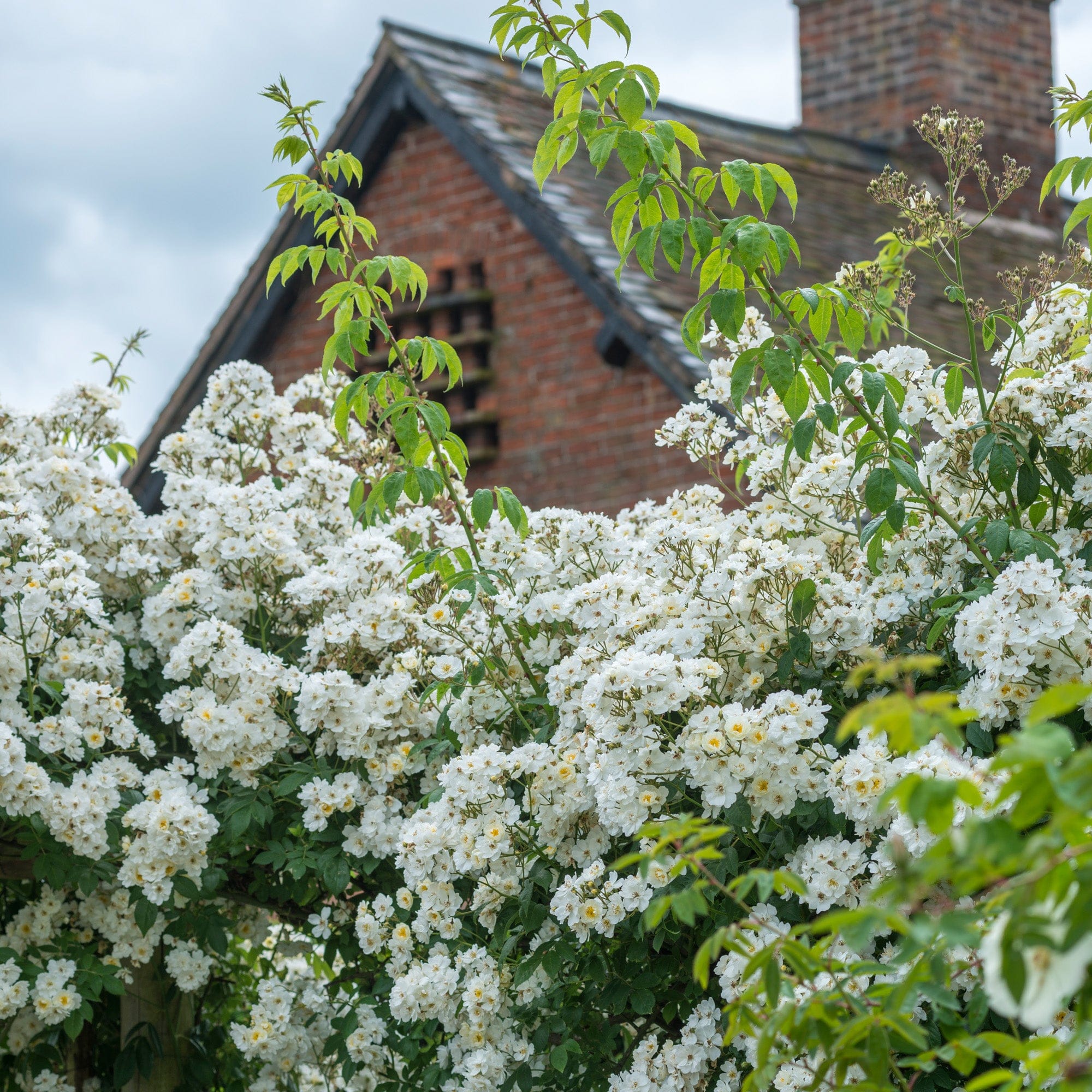 Rambling Rector