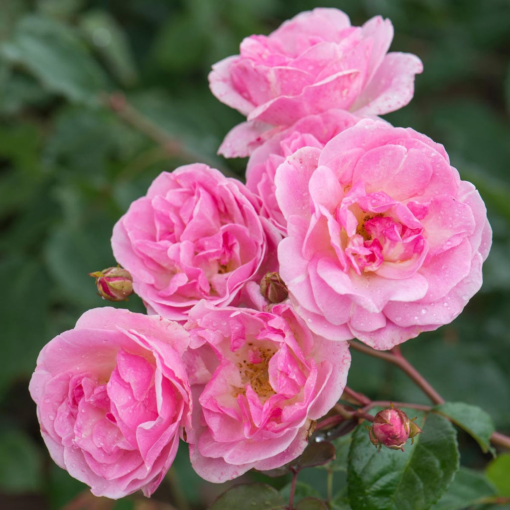 Nathalie Nypels | Dwarf Polyantha | David Austin Roses