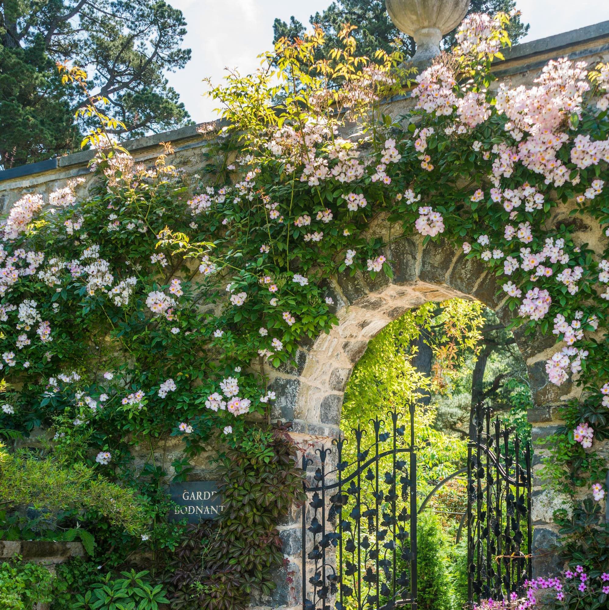 Francis E. Lester | Rambling Rose | David Austin Roses