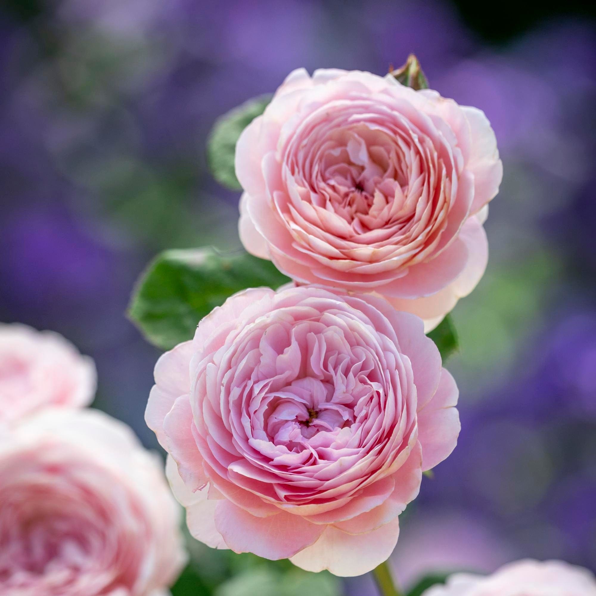 Queen of Sweden (Austiger) | English Shrub Rose | David Austin Roses