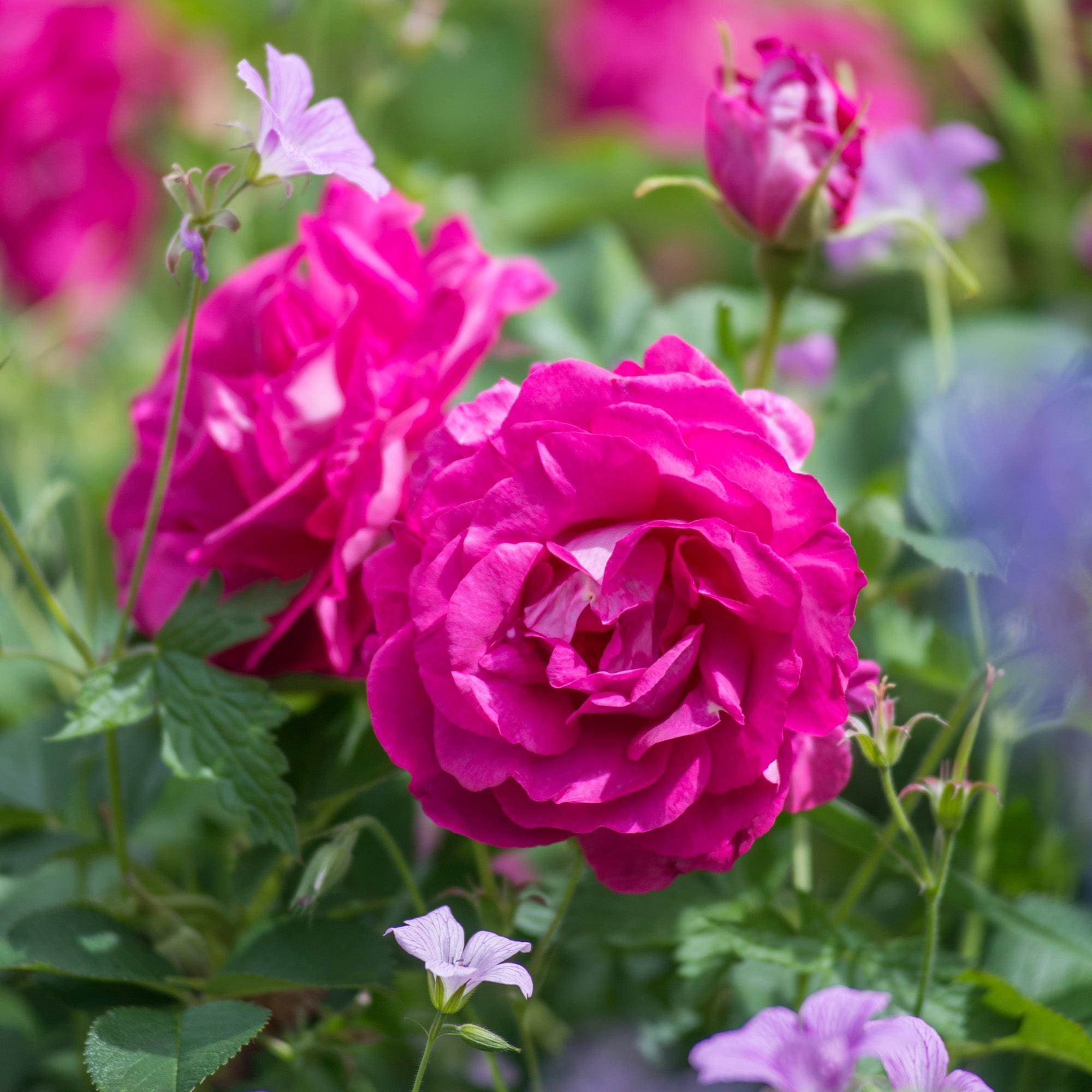 Wild Edric (Aushedge) | English Shrub Rose | David Austin Roses