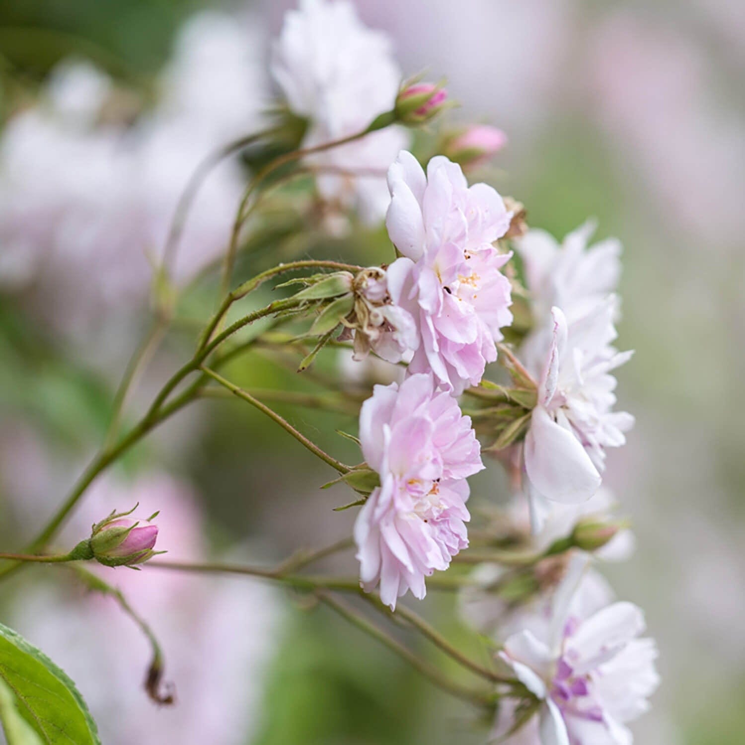 Paul’s Himalayan Musk