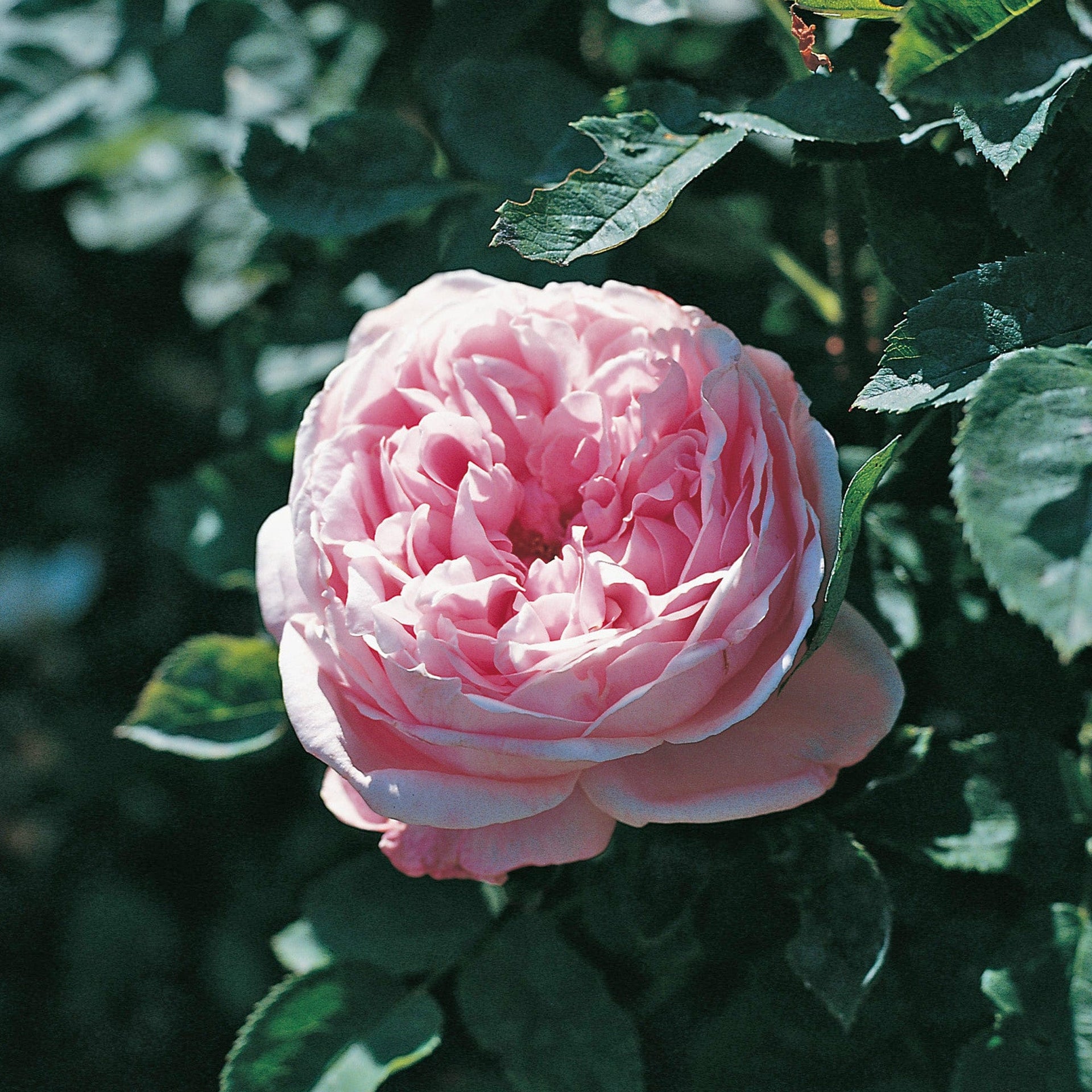 Baroness Rothschild | Old Rose | David Austin Roses