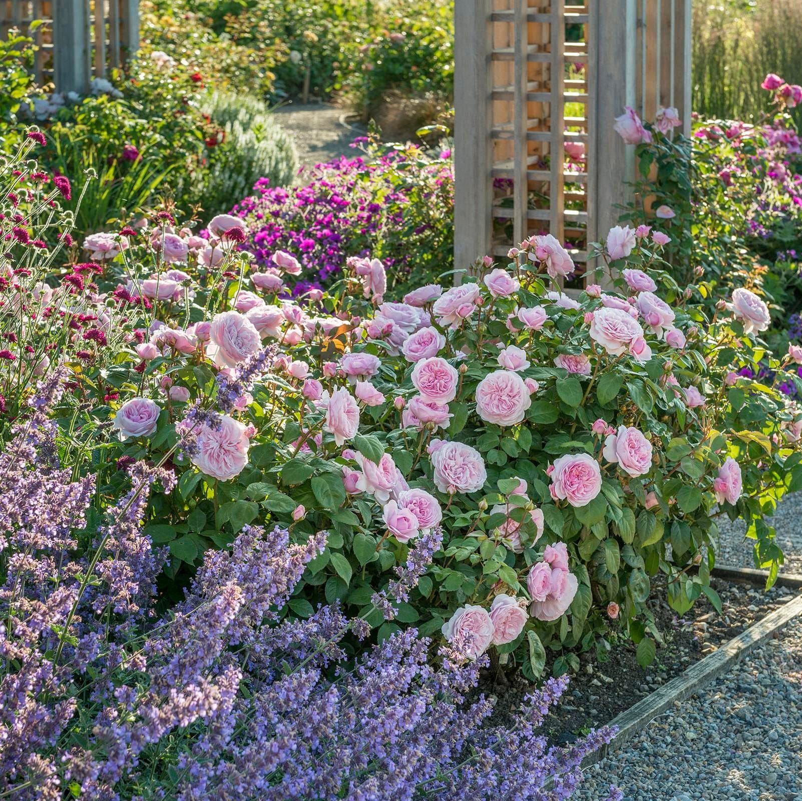 Super Beauty♡ビジュー♡ブルーローズ♡薔薇♡ワンピース♡42♡ Olivia Rose Austin (Ausmixture) | English Shrub Rose | David