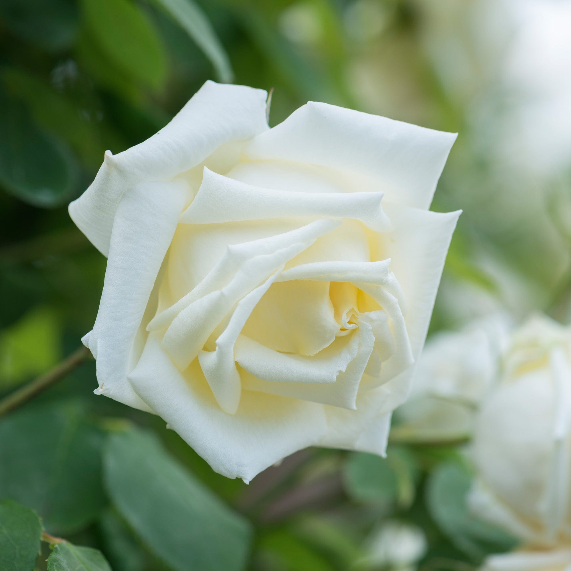 Paul’s Lemon Pillar | Climbing Rose | David Austin Roses