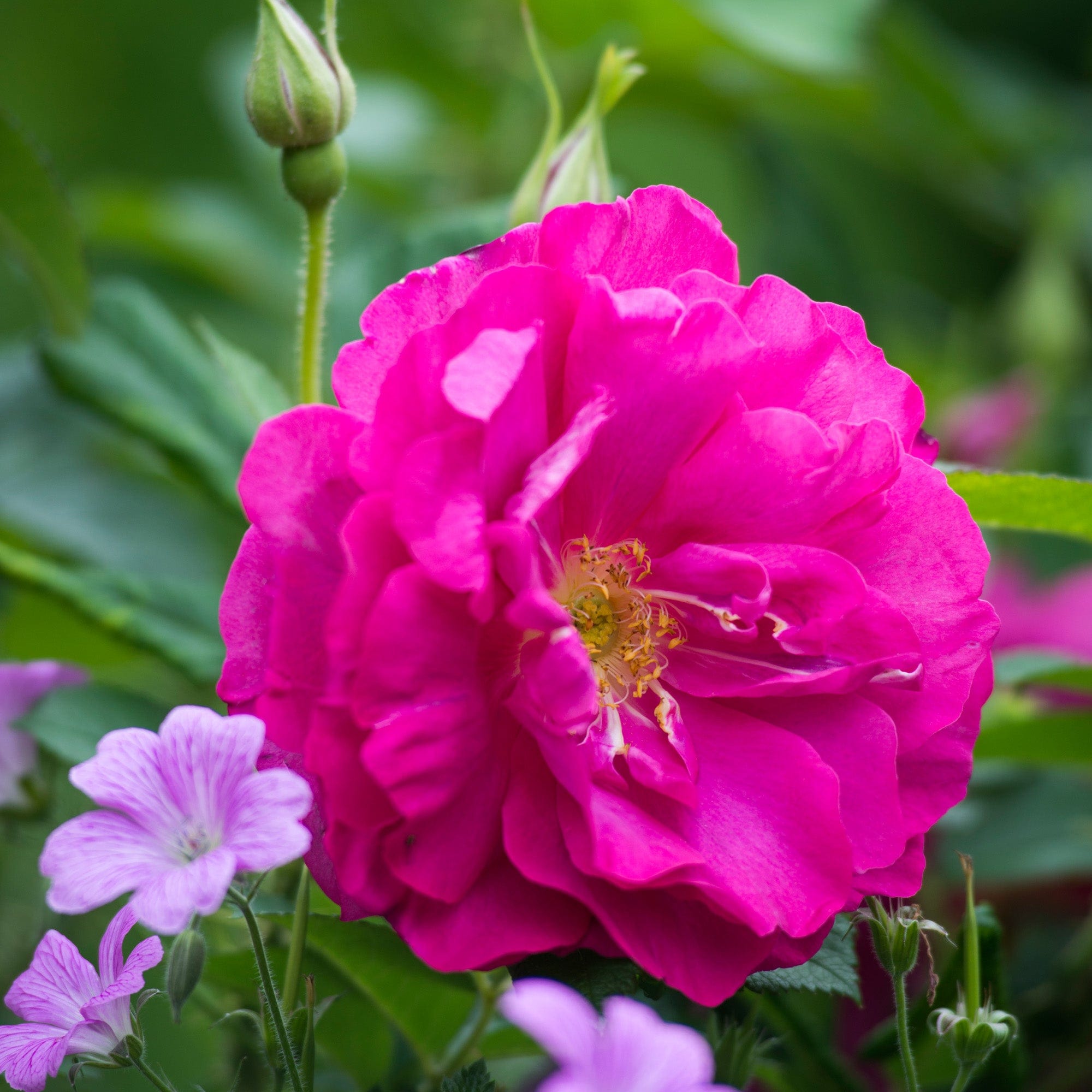 Wild Edric (Aushedge) | English Shrub Rose | David Austin Roses
