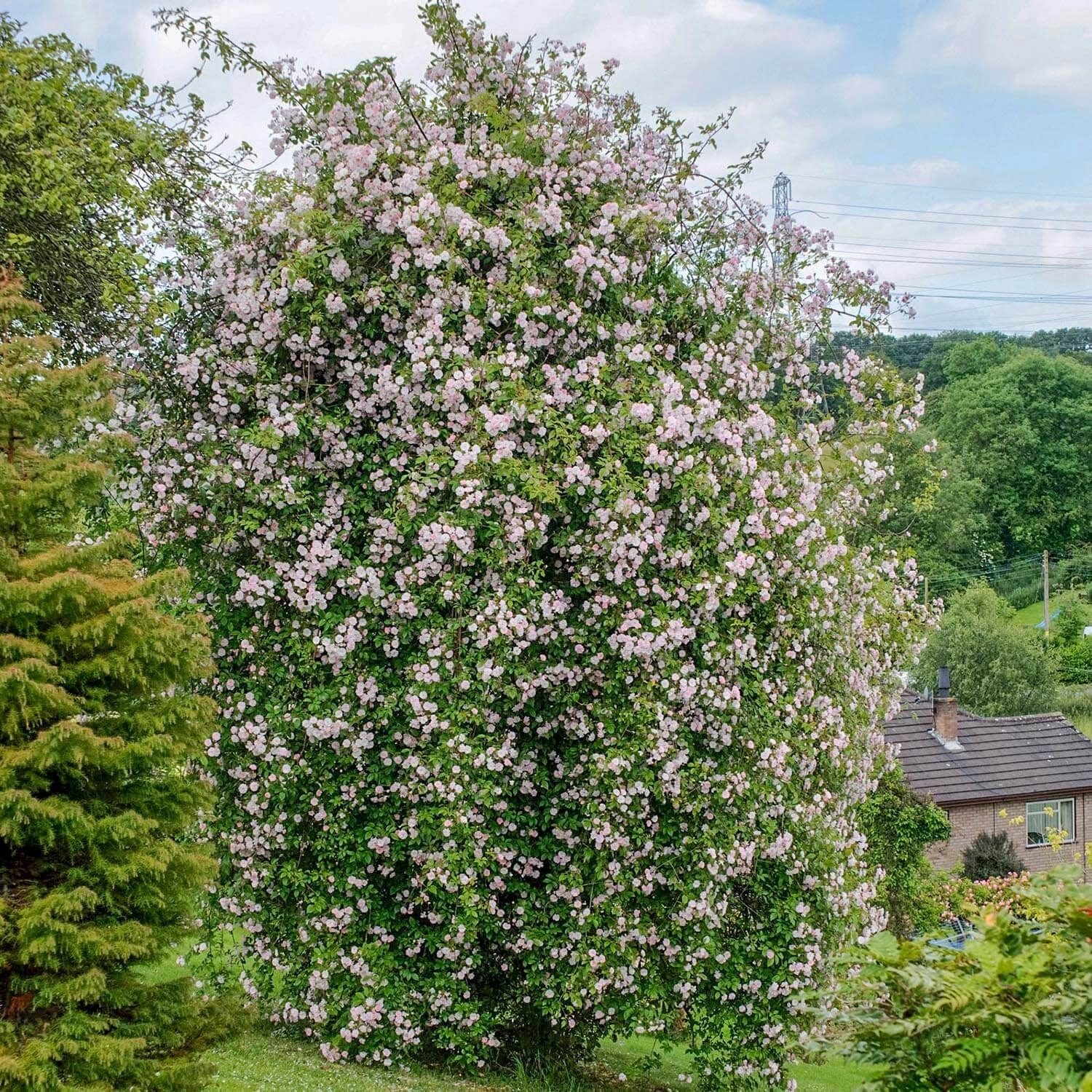 Paul’s Himalayan Musk