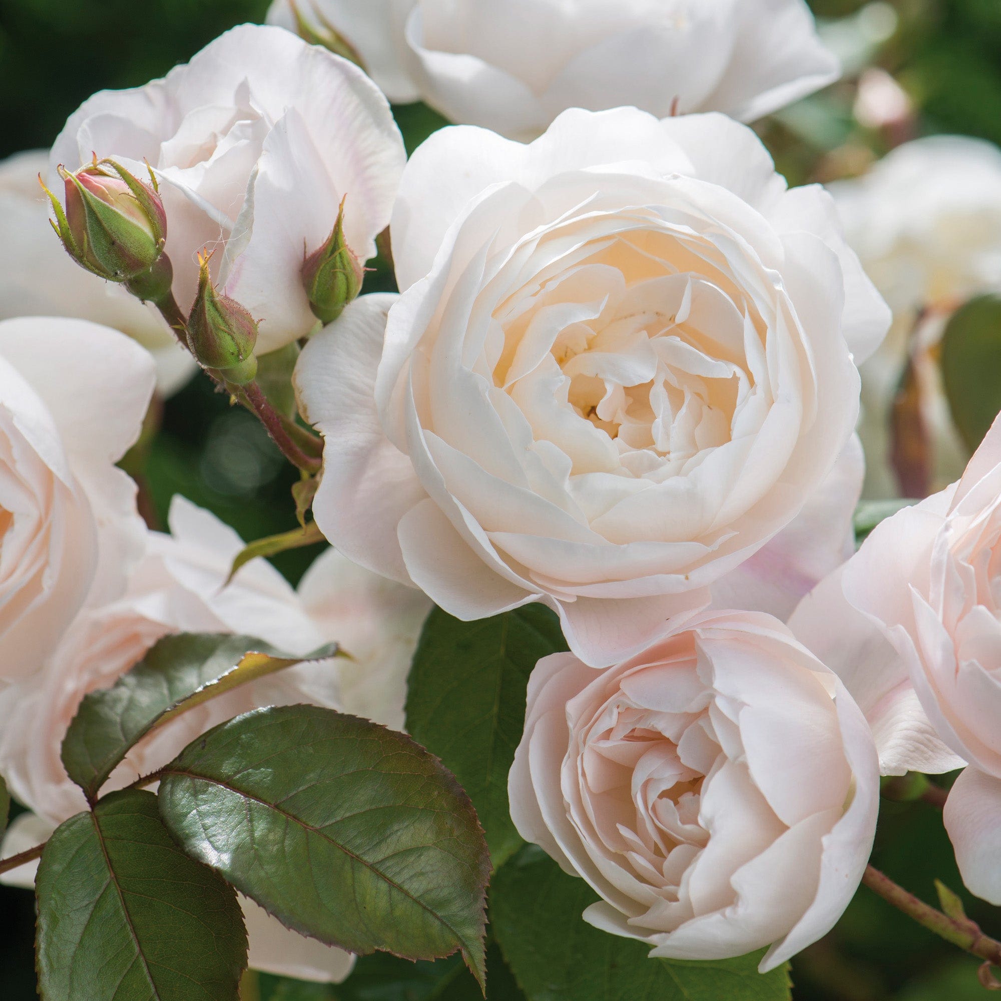 Desdemona™ 10 Rose Hedging Bundle