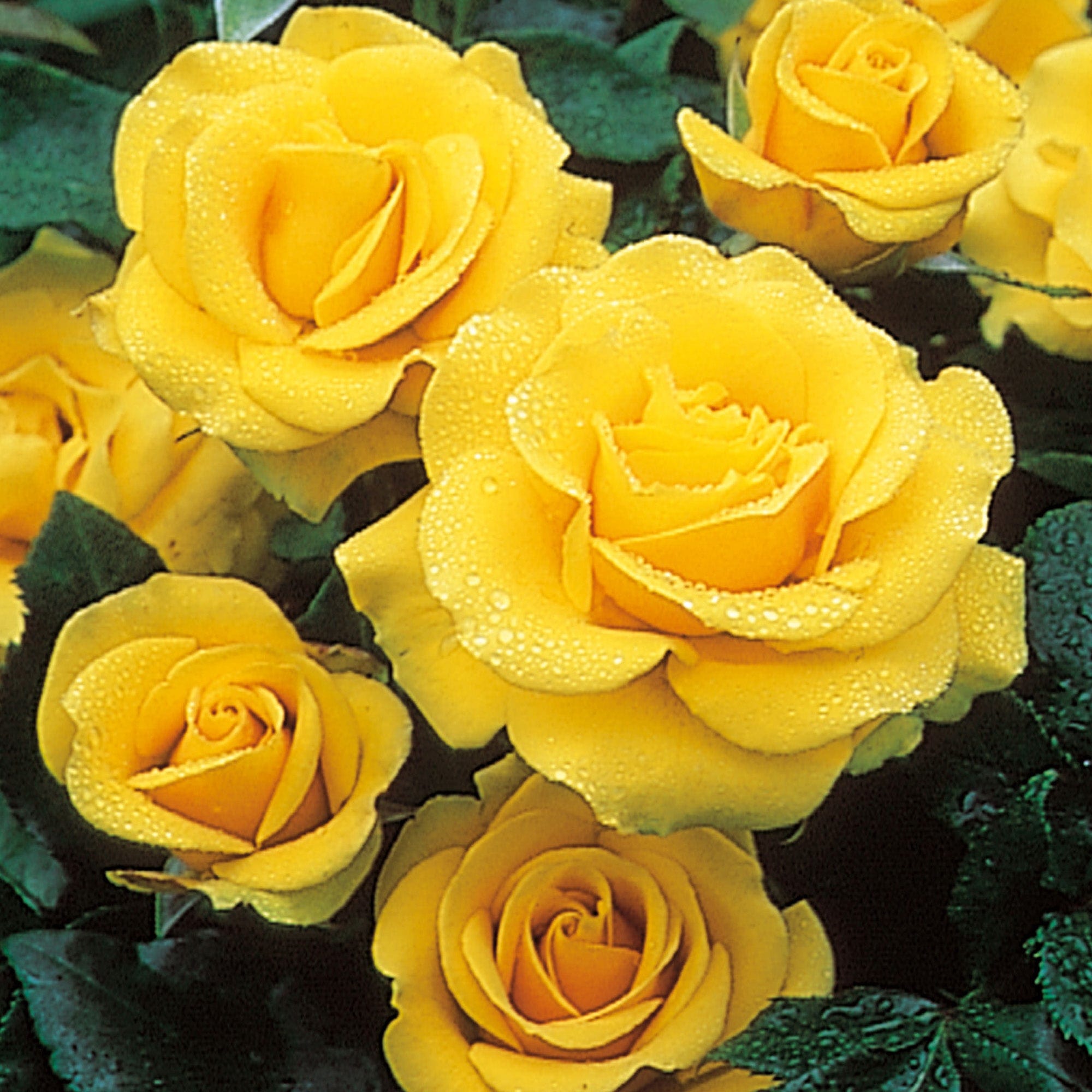 Freedom | Hybrid Tea | David Austin Roses