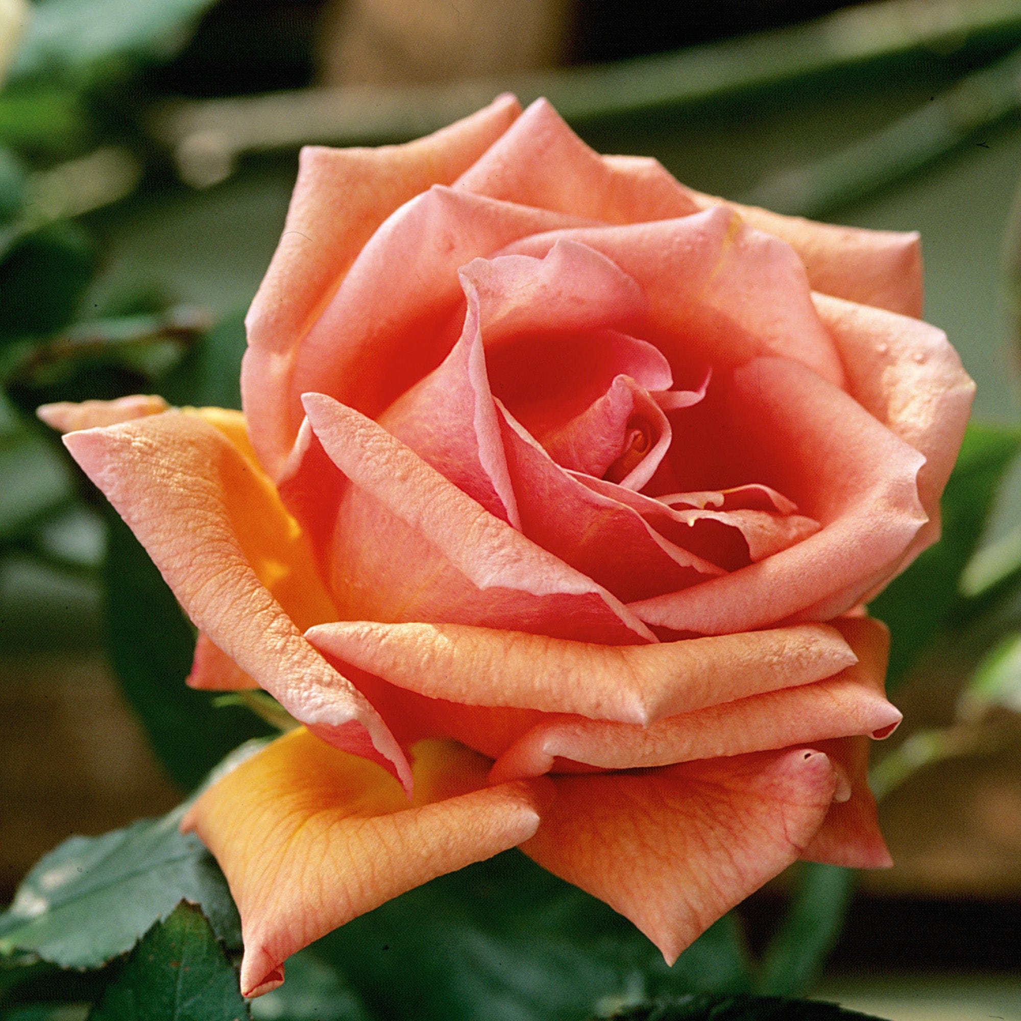 Mcgredy Roses Mrs. Sam Mcgredy | Climbing Rose | David Austin Roses