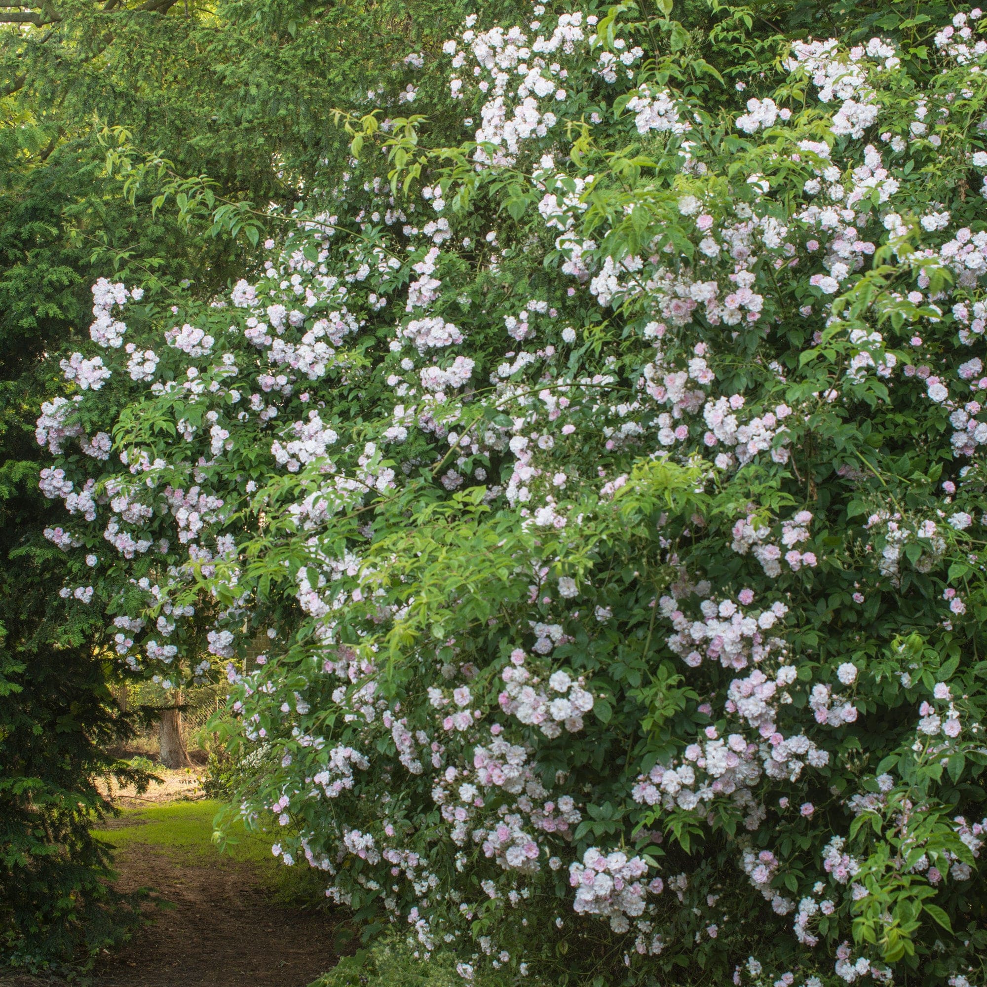 Paul’s Himalayan Musk