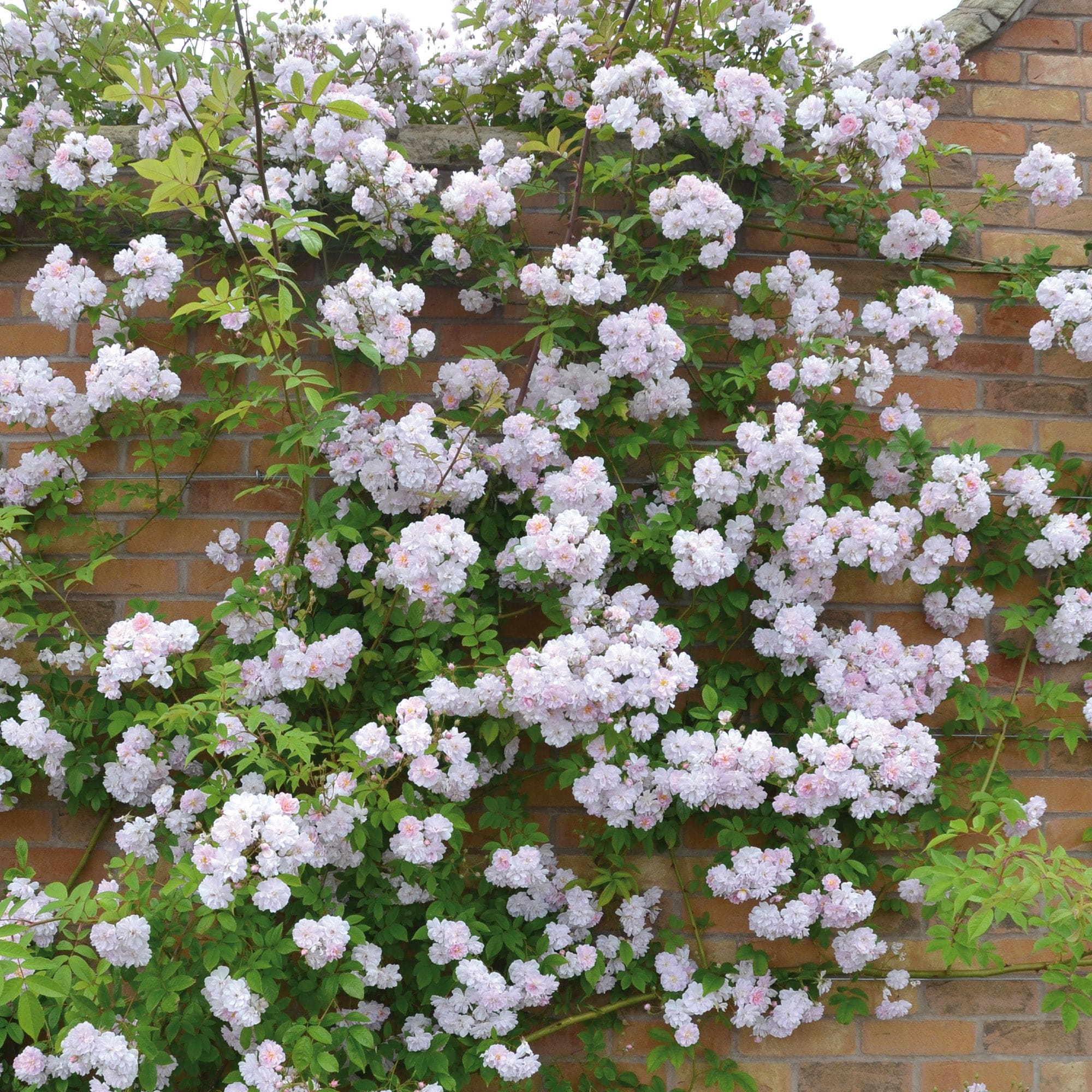 Paul’s Himalayan Musk