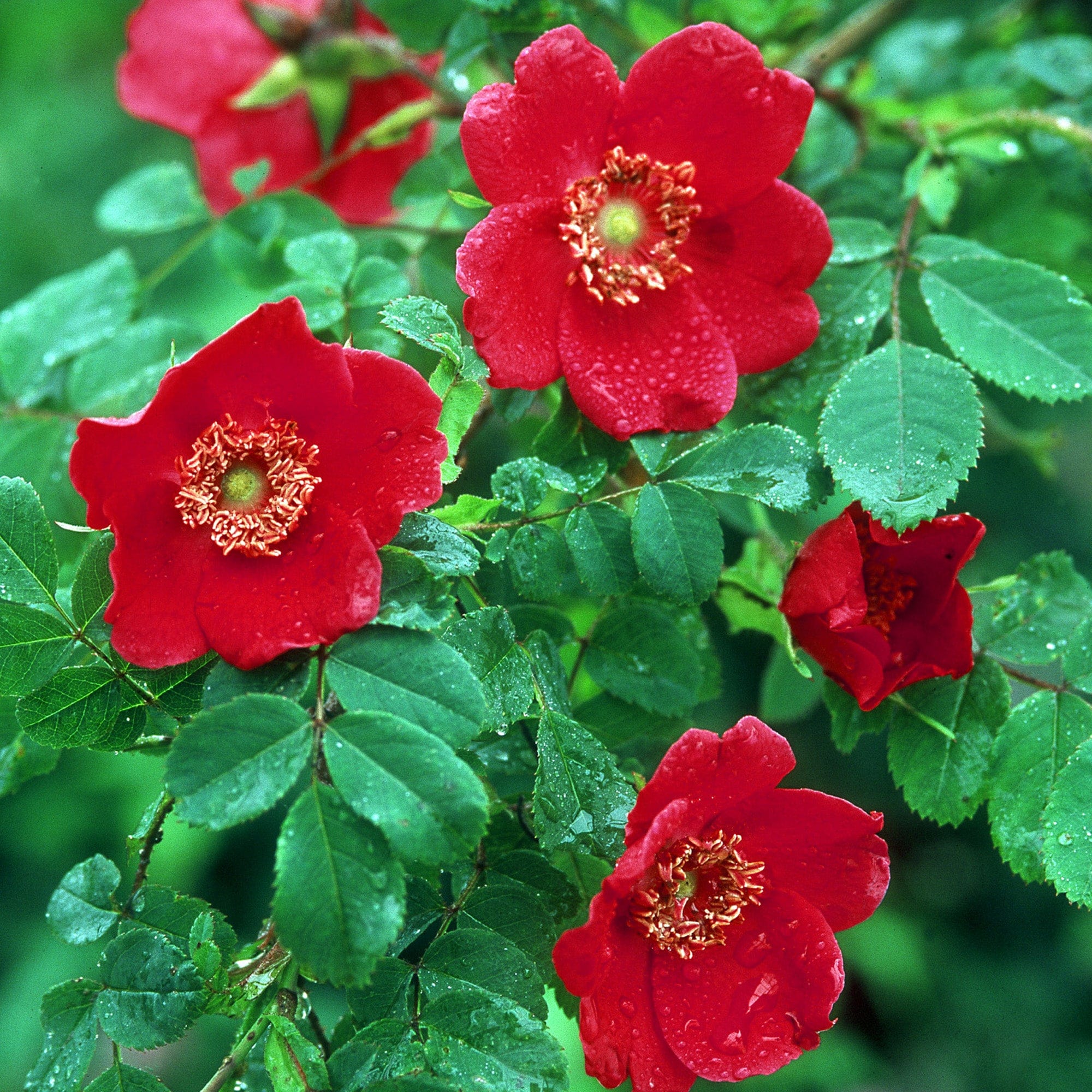 R. moyesii ‘Geranium’