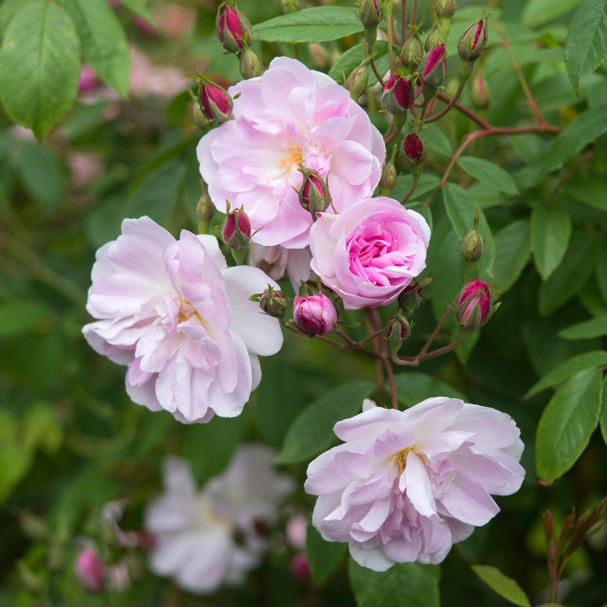 Champney’s Pink Cluster | Climbing Rose | David Austin Roses