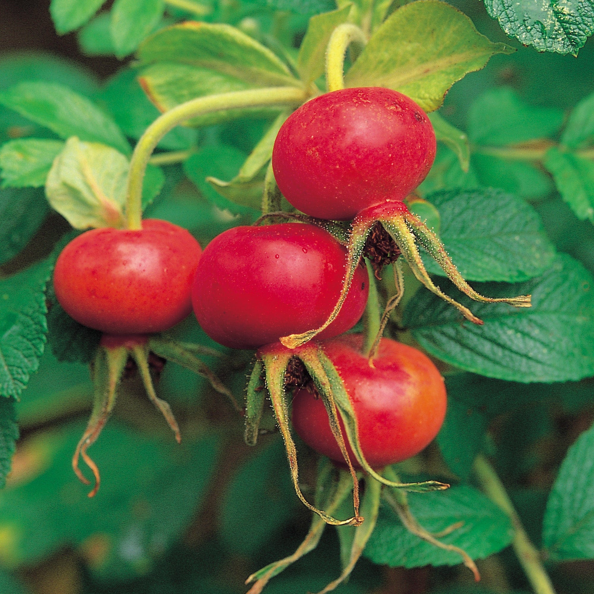 R. Rugosa | Rugosa Rose | David Austin Roses
