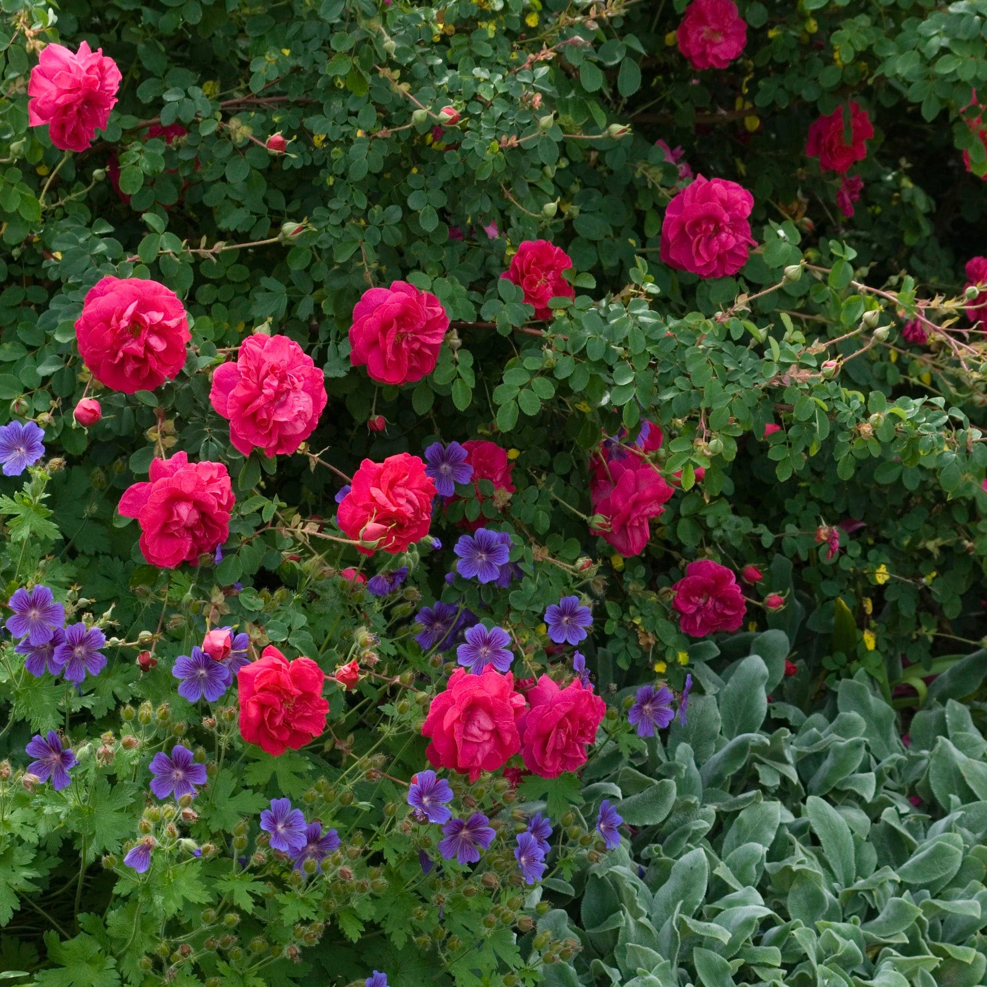 Cerise Bouquet