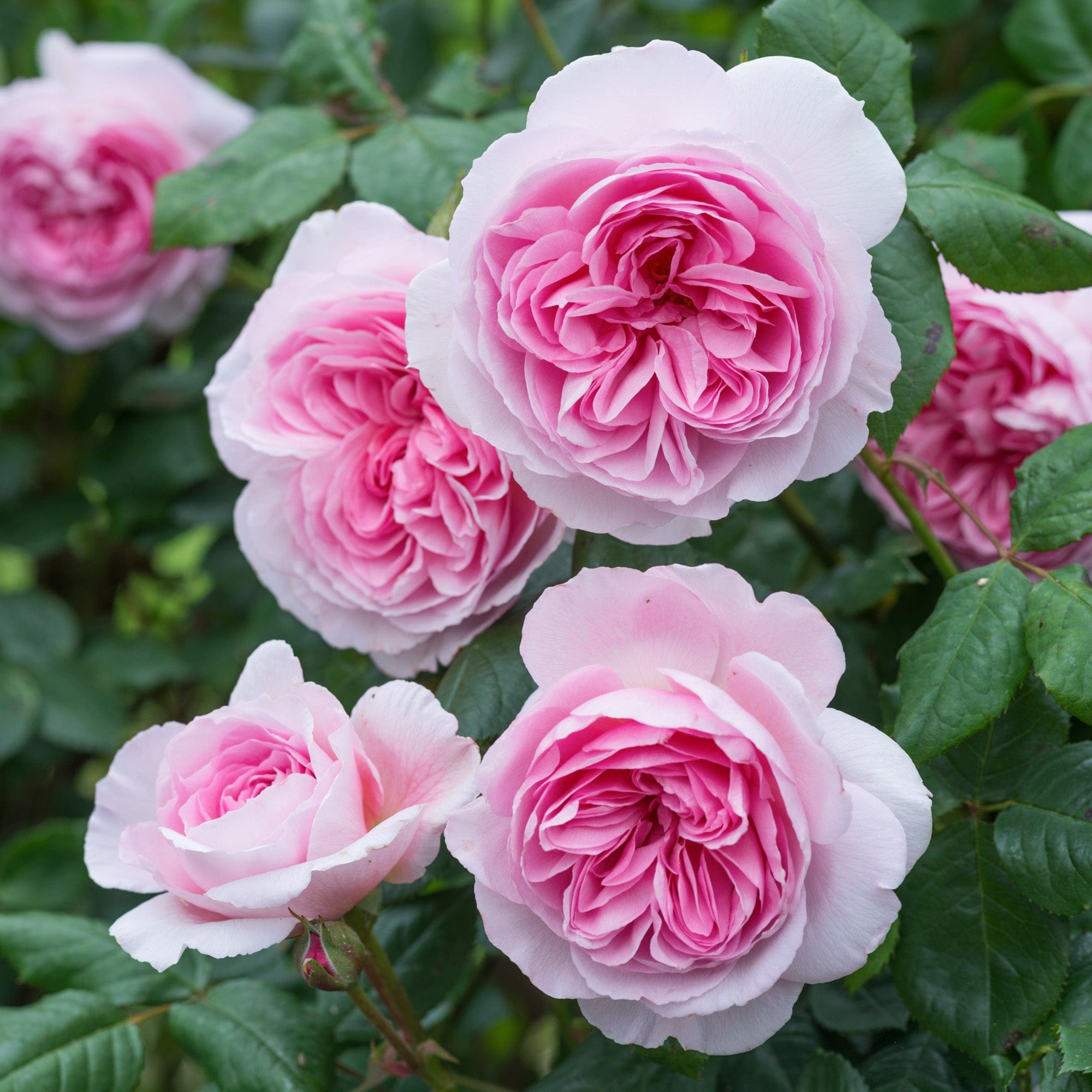 The Ancient Mariner (Ausoutcry) | English Shrub Rose | David