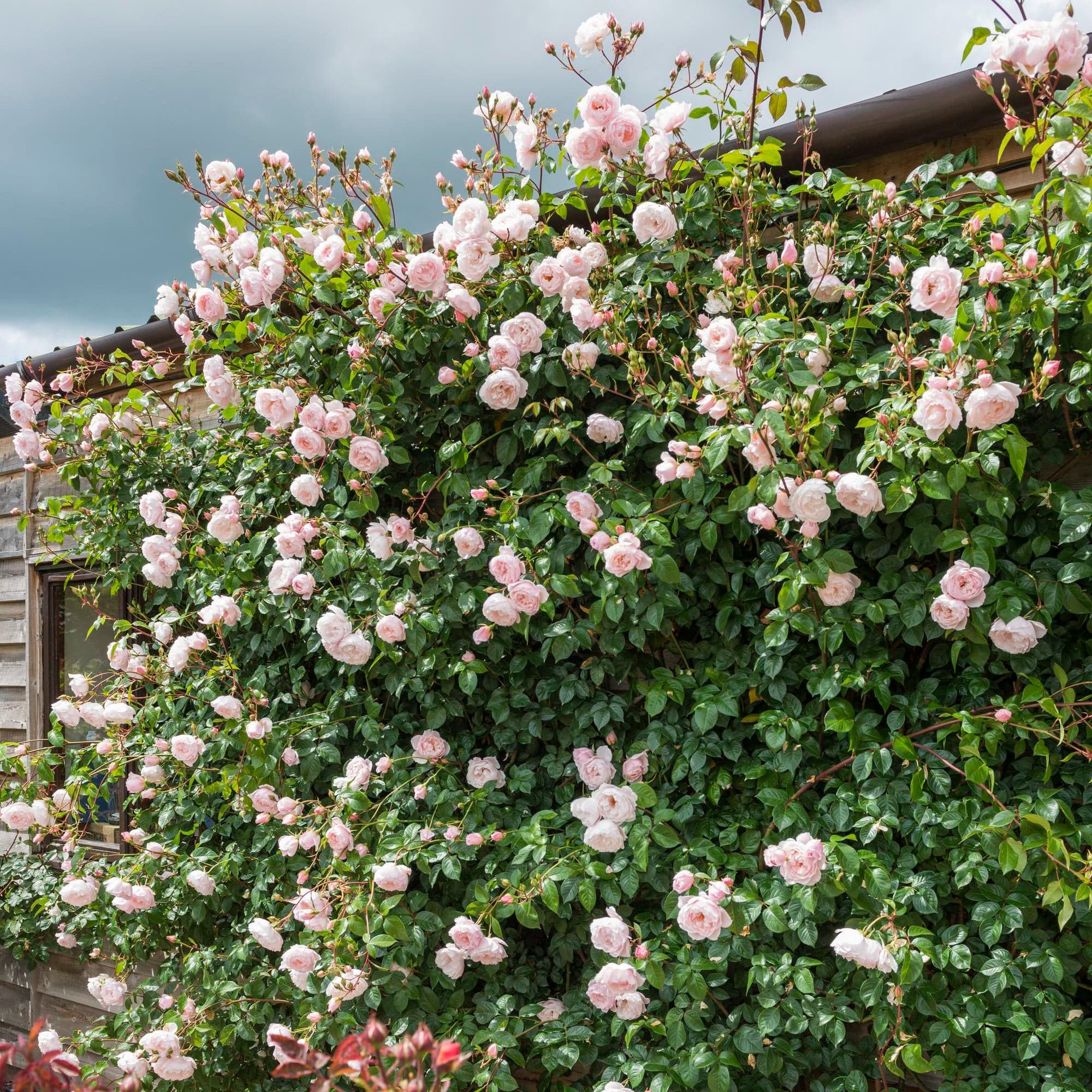 The Generous Gardener Rose: Cultivating Elegance