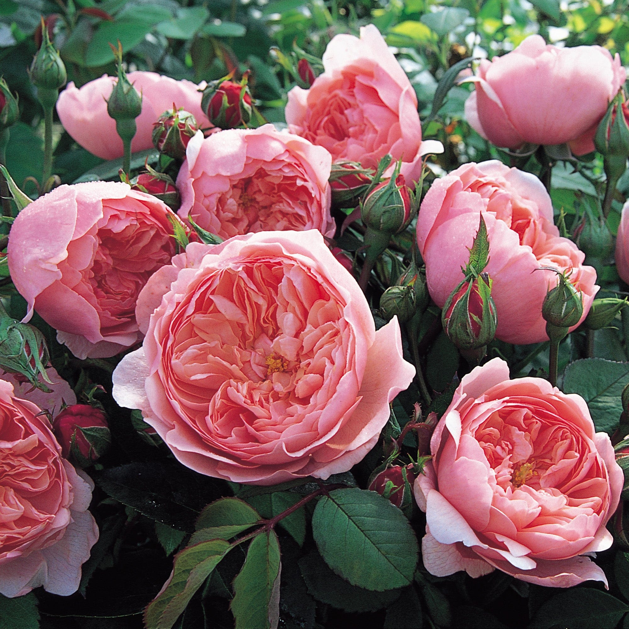 The Alnwick® Rose™