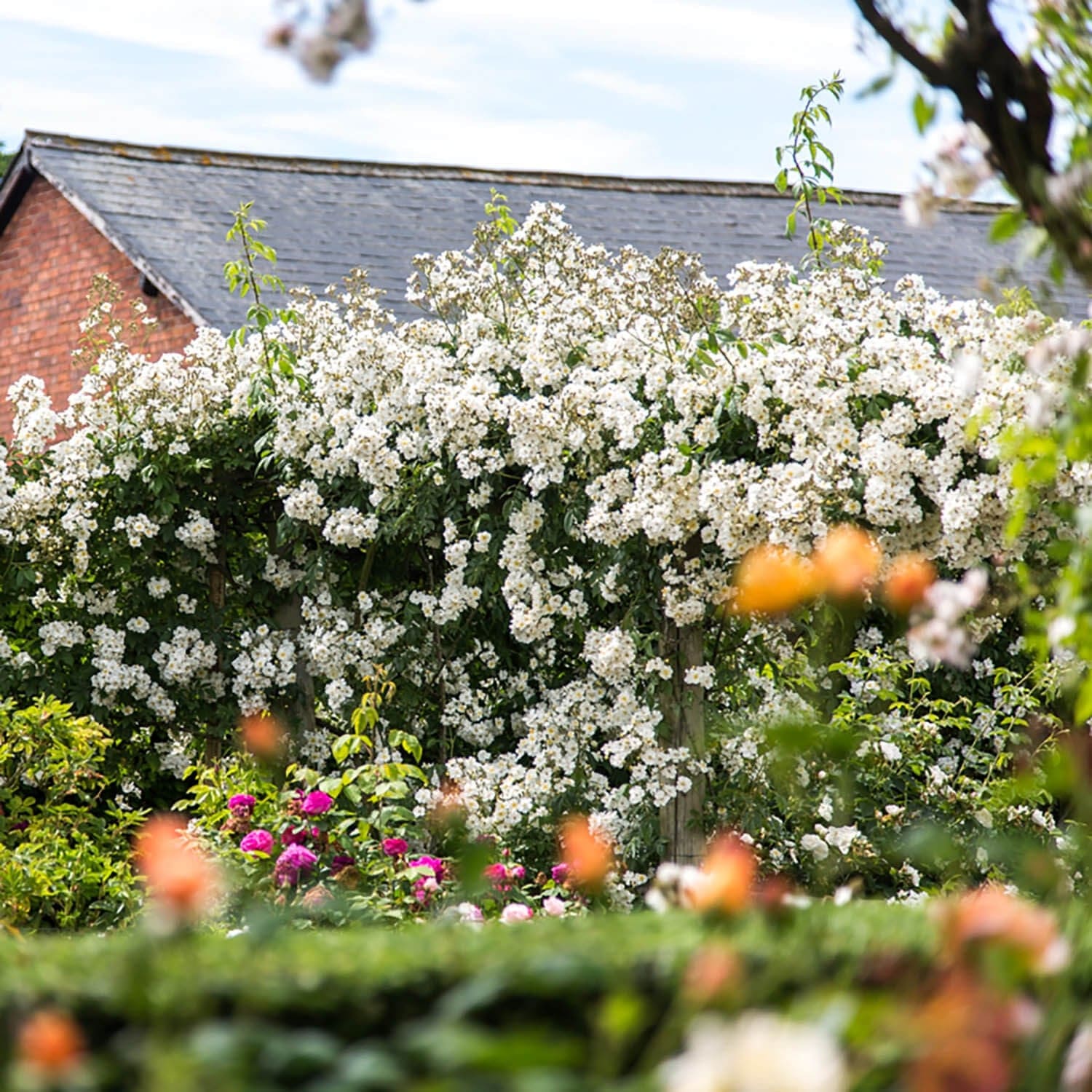 Rambling Rector | Rambling Rose | David Austin Roses